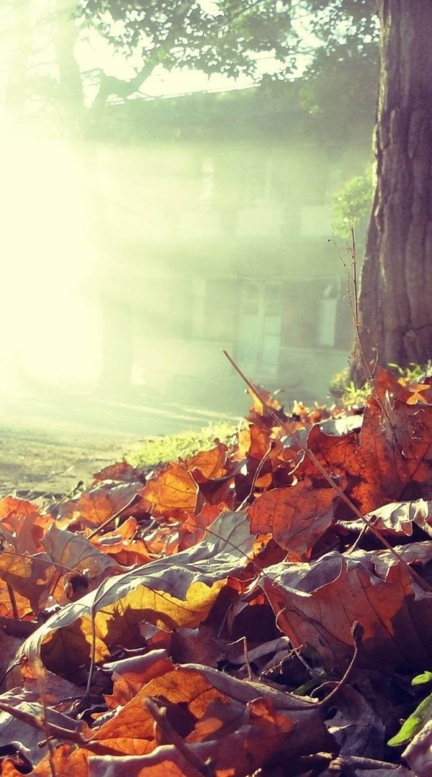 890x1600 55 Fall Coffee Wallpapers - Cozy Autumn Aesthetic - 1302x2313 Wallpaper - teahub.io