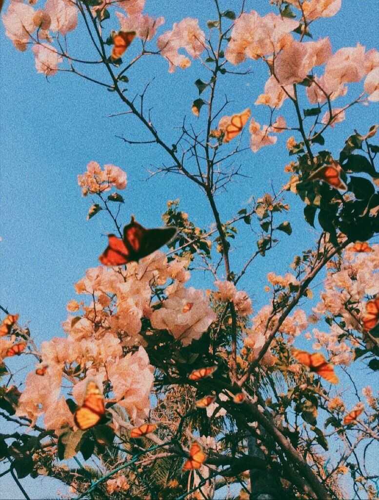 777x1024  30 БЕСПЛАТНЫЕ Пружинные обои для iPhone. - Честно говоря, Bececca