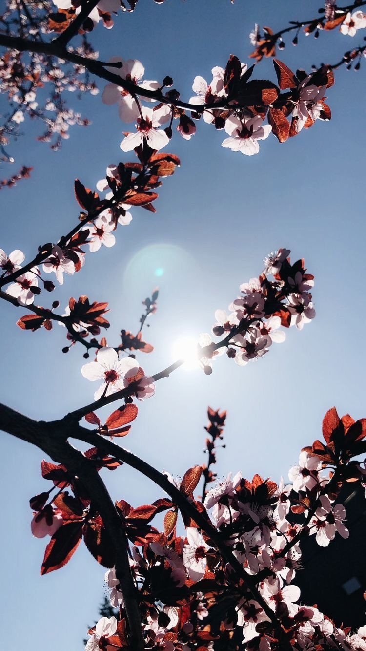 750x1333  aestetic Wallpaper HD iPhone Sale, 60% скидка | SportsRegras.com 