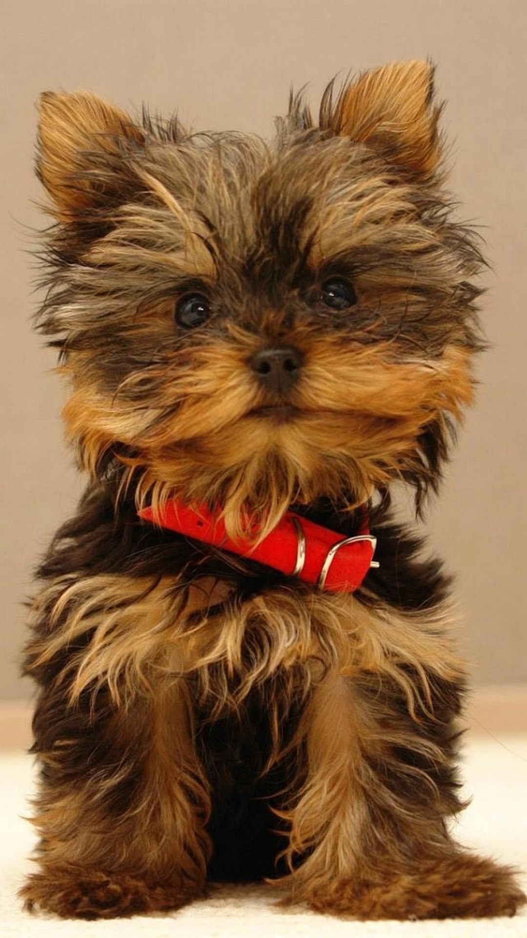 1080x1920 Yorkshire Terrier Puppy - Лучшие обои для htc one бесплатно и легко скачать