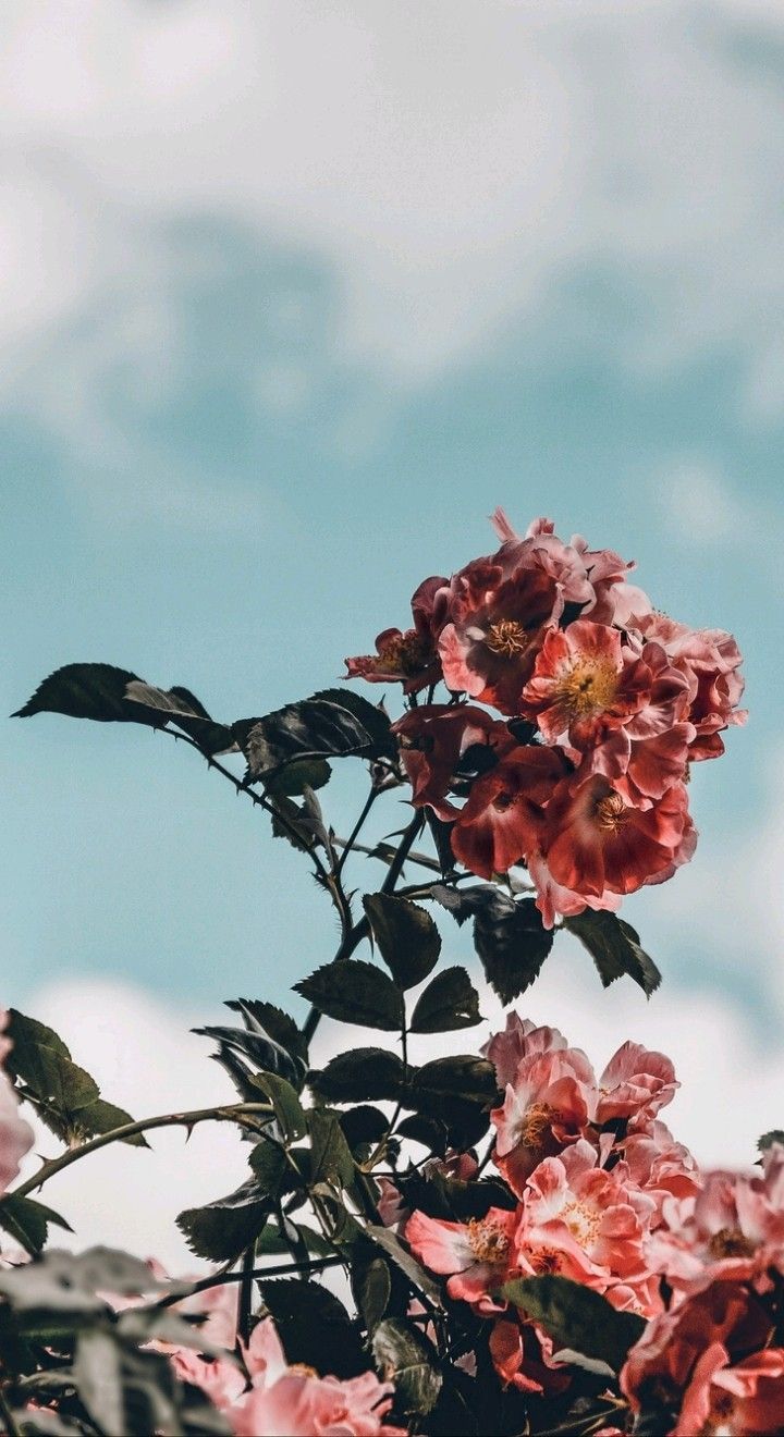 720x1320   ✓ [550+] Изображение о розовом в эстетике - Android / iPhone HD Скачать фон для обоев (PNG / JPG) (2022) 