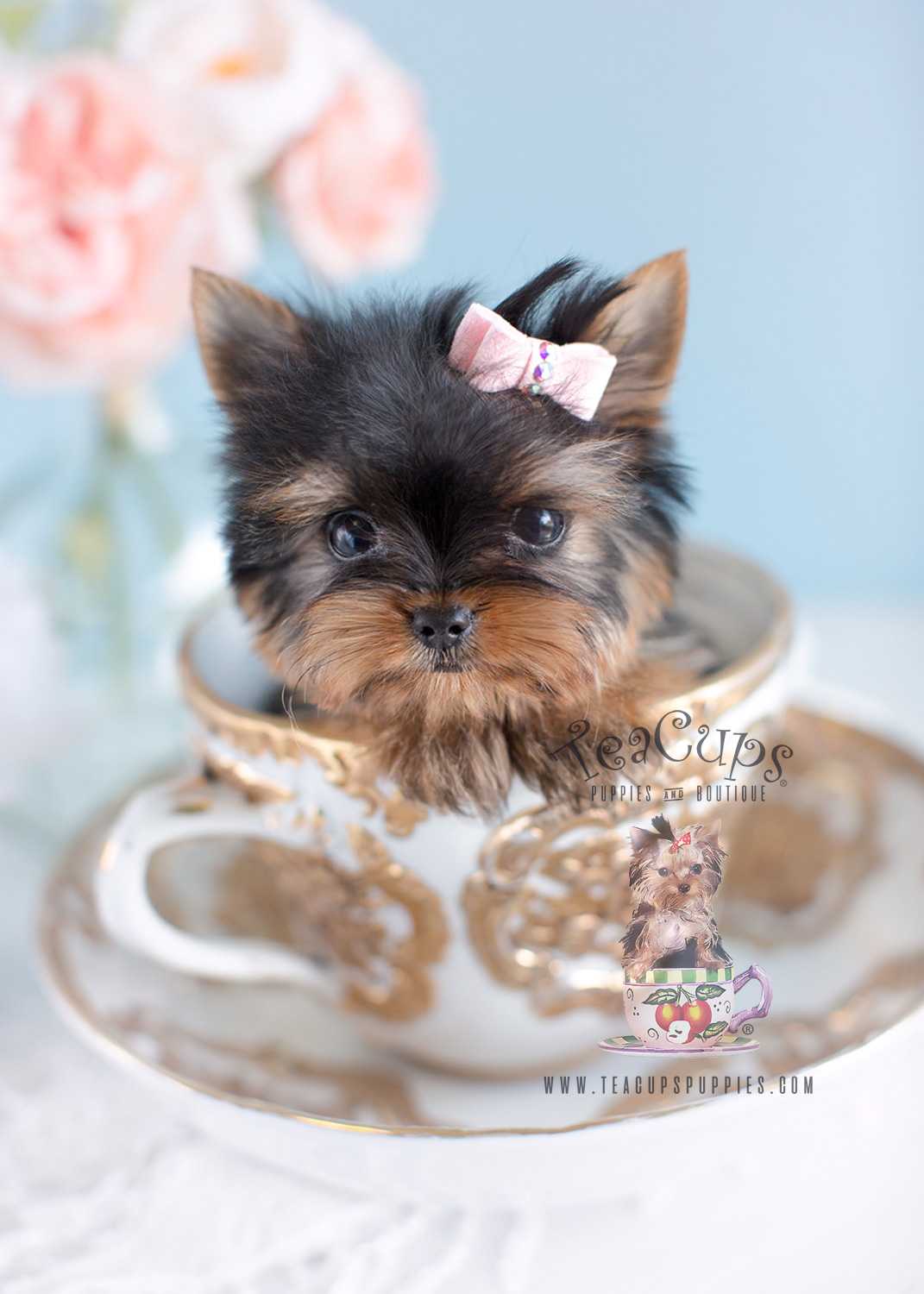 1071x1500 Baby Yorkie Обои - Обои пещерный 