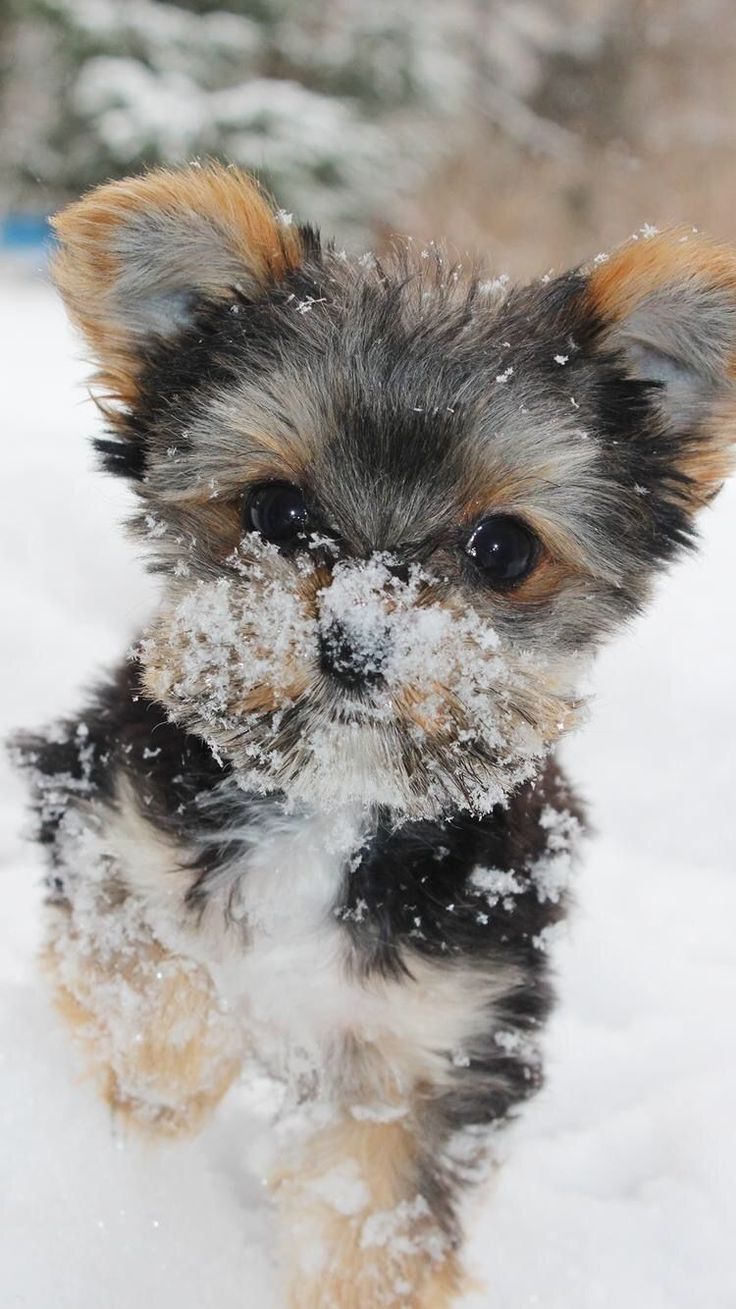 736x1309 йоркширский терьер - #yorkshireterrier | Щенок обои Милый щенок обои Щенок йорка 