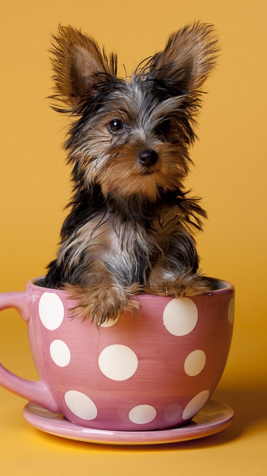 Dogs cup