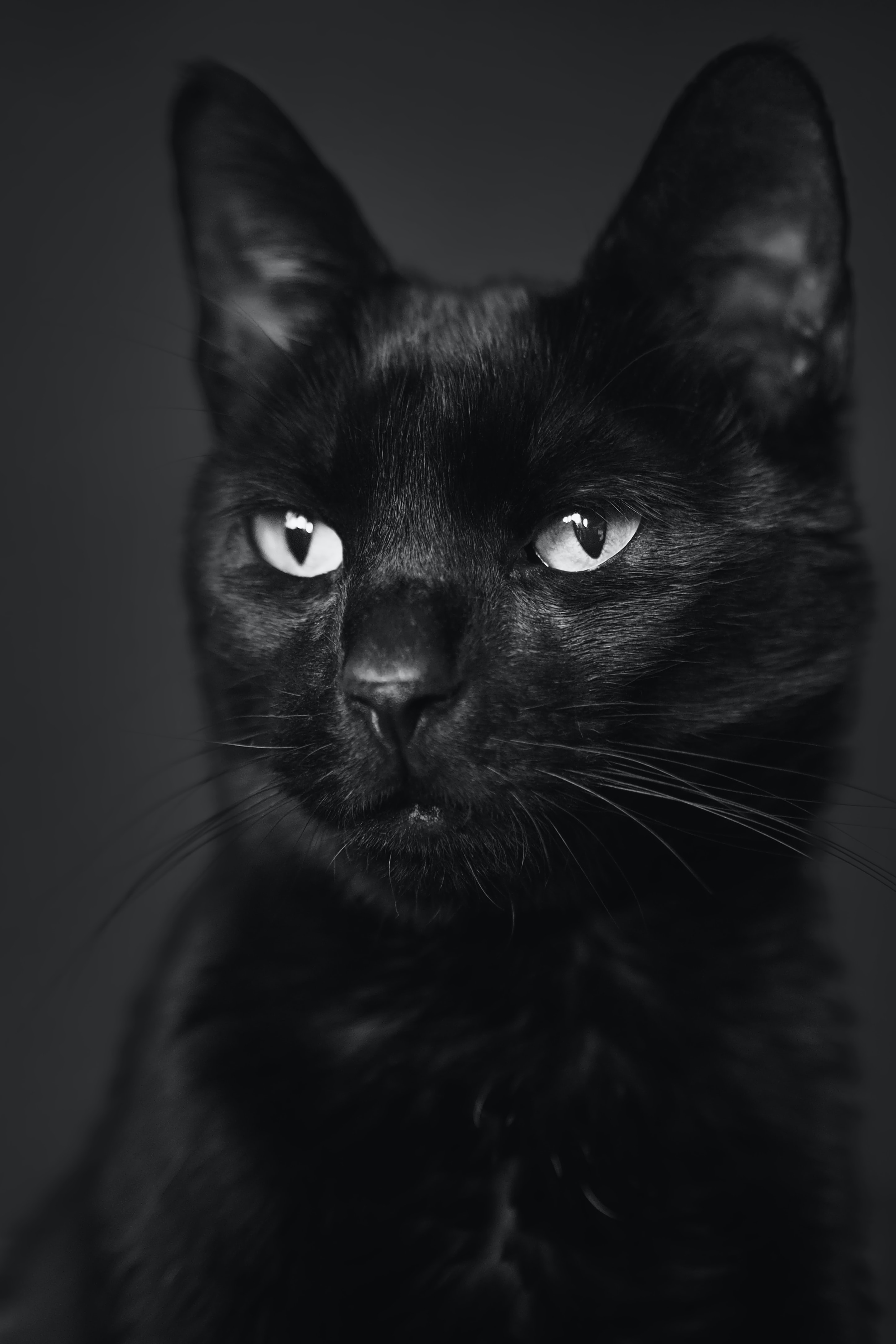 2893x4339  black Кот обои - ixpap 