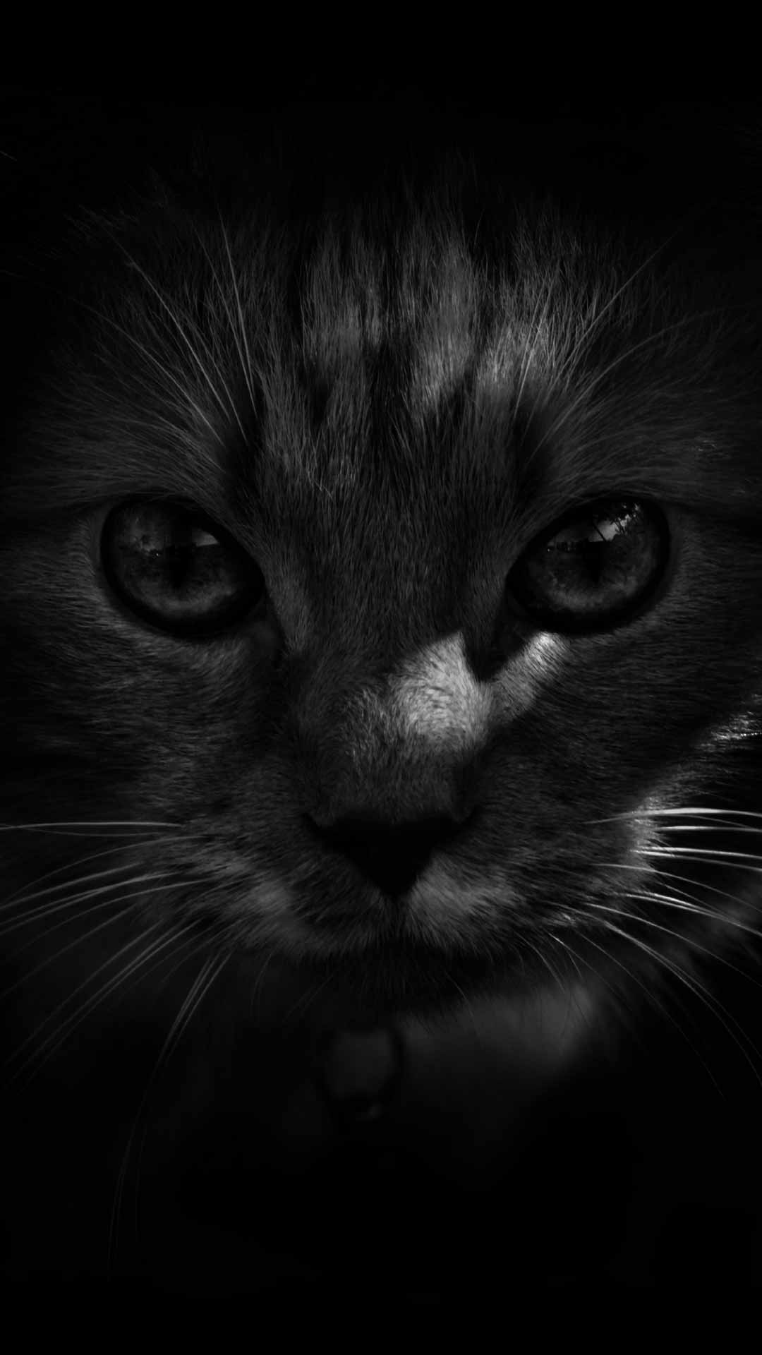 1080x1920   29+] Крутые обои с черной кошкой на обоях Wallpapersafari