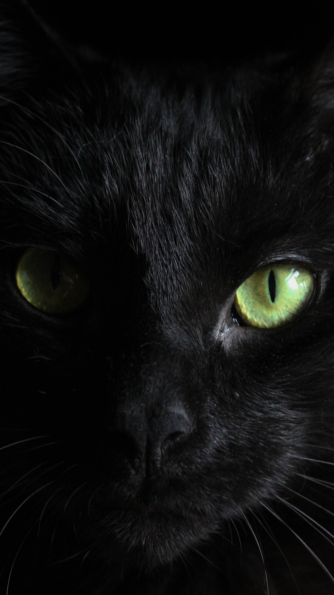 1080x1920  best Black Cat iPhone x HD обои - ilikewallpaper