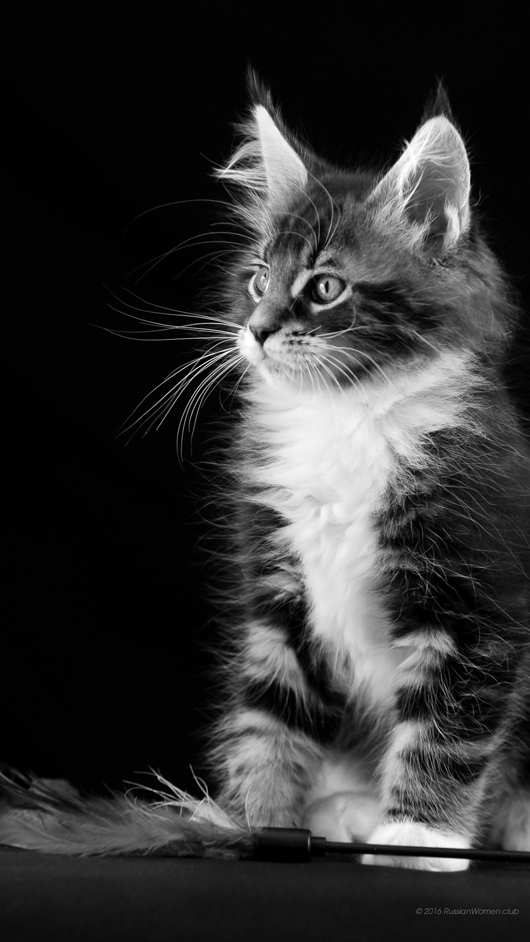 1080x1920  black cat hd, опубликованный Кристофером Тремблеем 