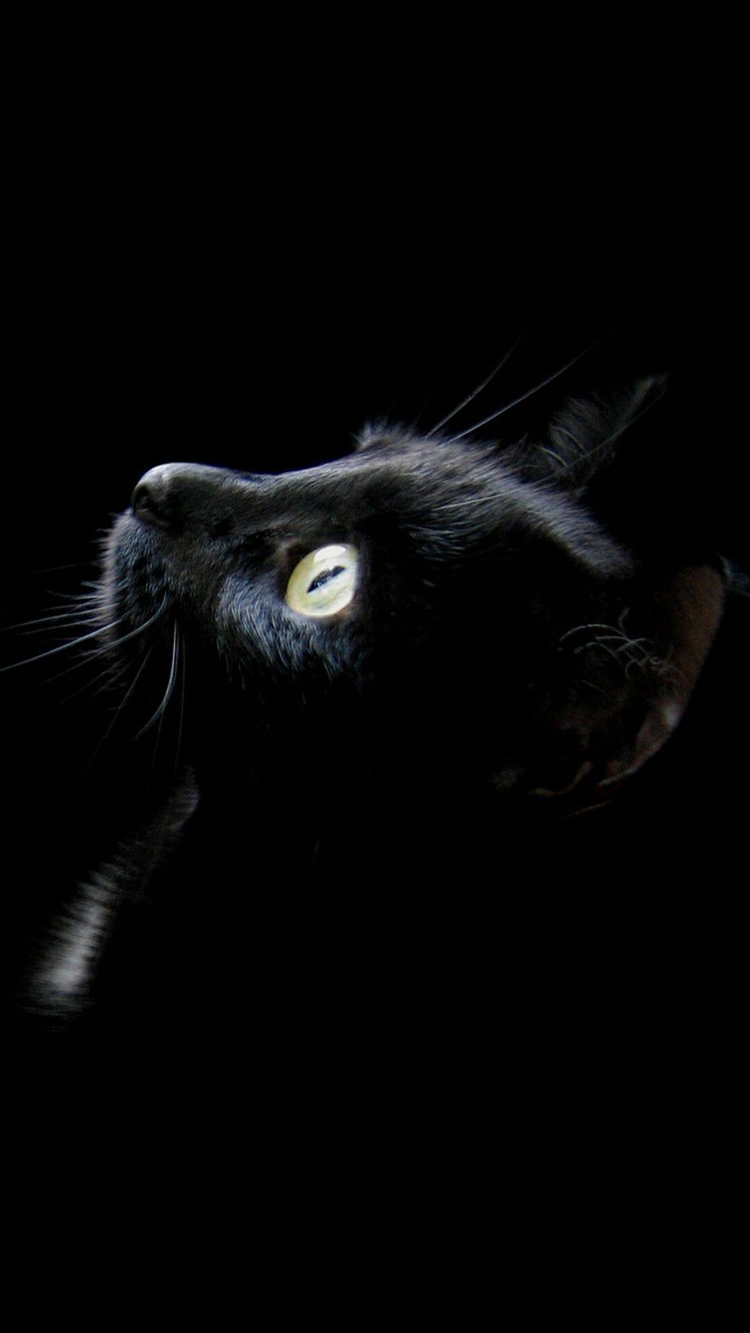 Заставка черный кот