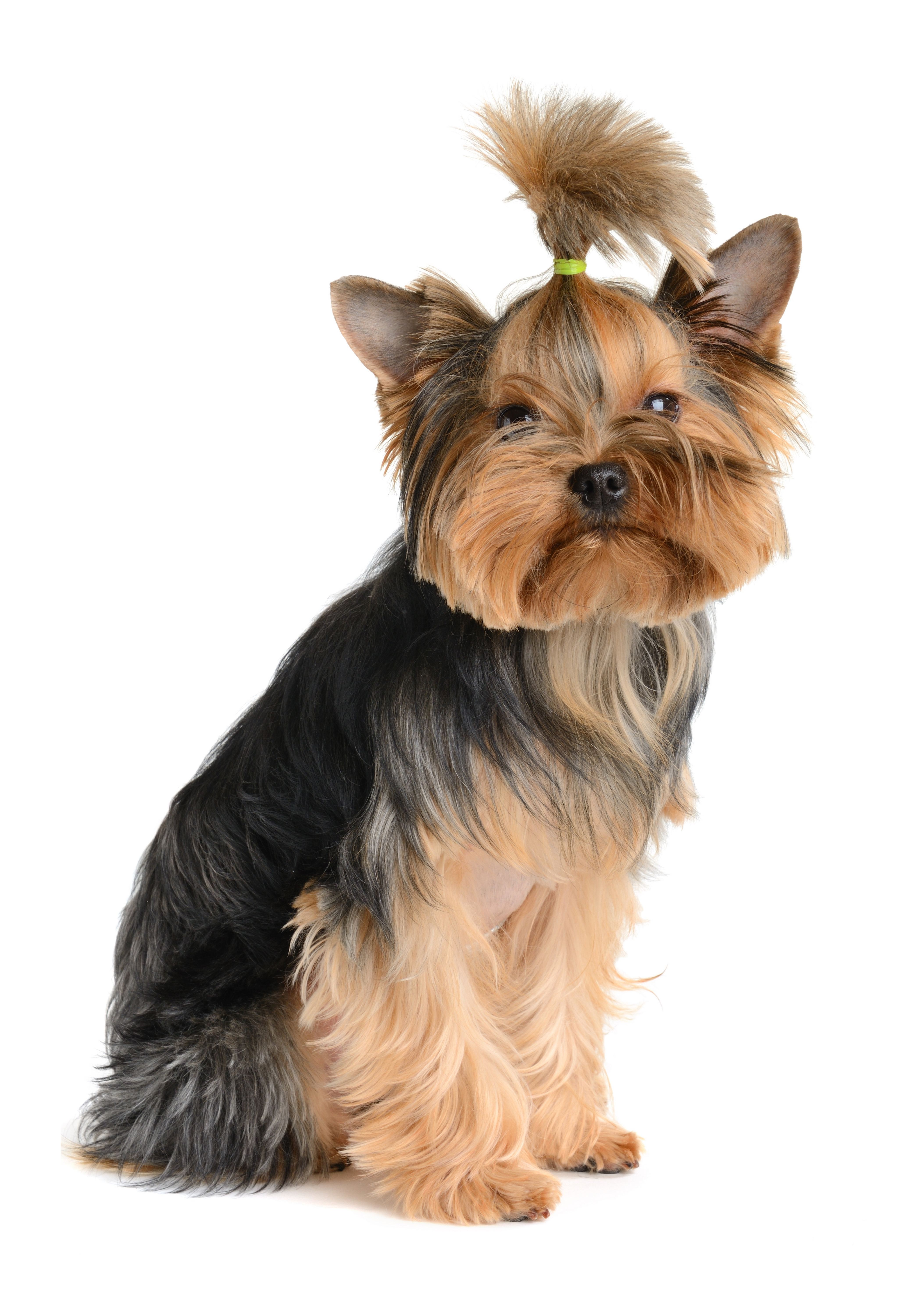 4200x6000 yorkshire terrier обои милые щенки | обои йорки такие милые | прически йоркширского терьера 2020 | Йорки собаки Йоркширский терьер собака Йоркширский щенок