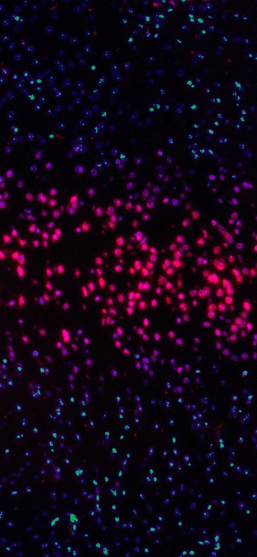 853x1848   WhatsApp Wallpapers HD