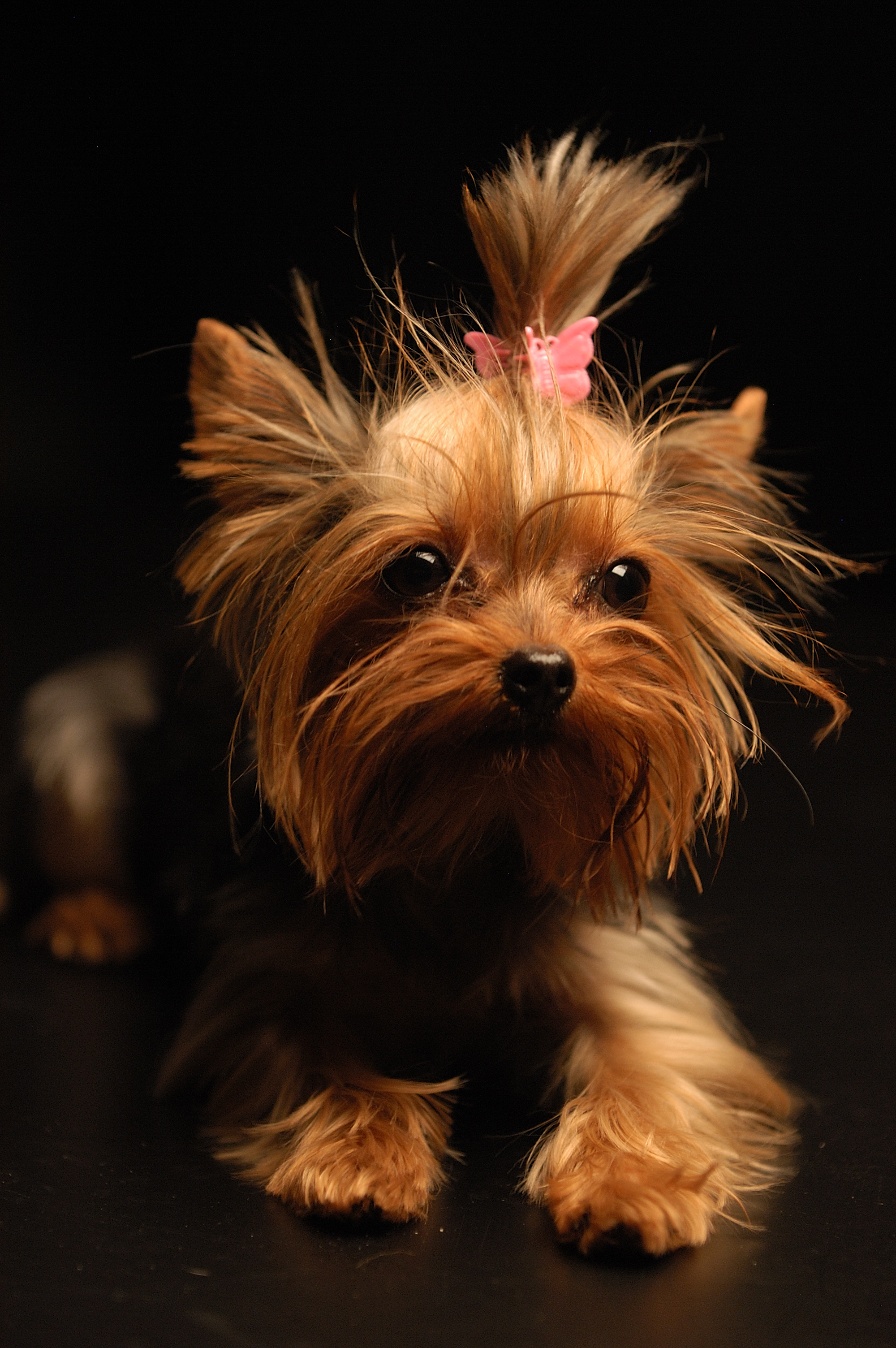 2000x3008 Yorkie Wallpapers - Лучшие бесплатные фоны Йорки - WallpaperAccess 