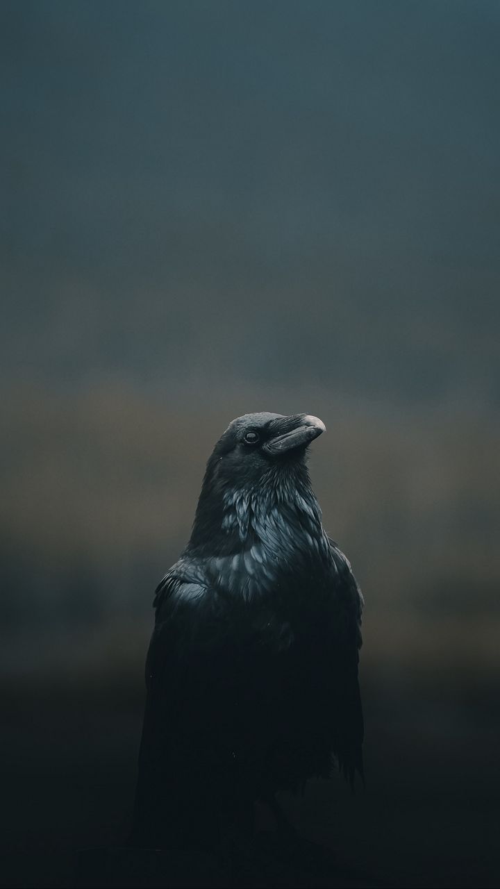 720x1280   Образ жизни 1080p, 2k, 4K, 5K HD Обои Скачать бесплатно | Обои Flare