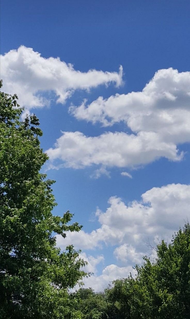 736x1232   nakleghki y oboi / smotra.ru 