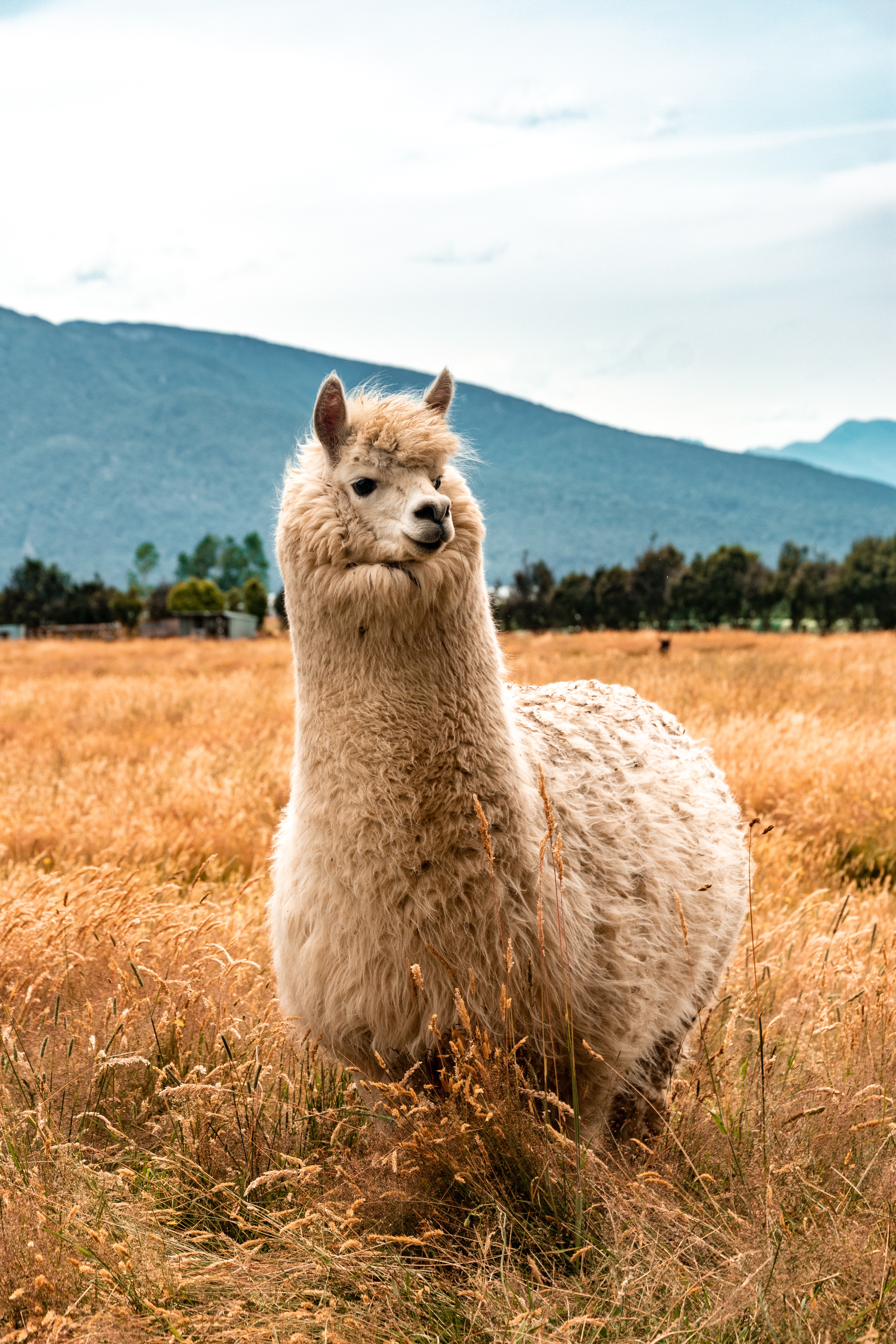 4000x6000  Alpacas Pictures | Скачать бесплатные изображения на Unsplash