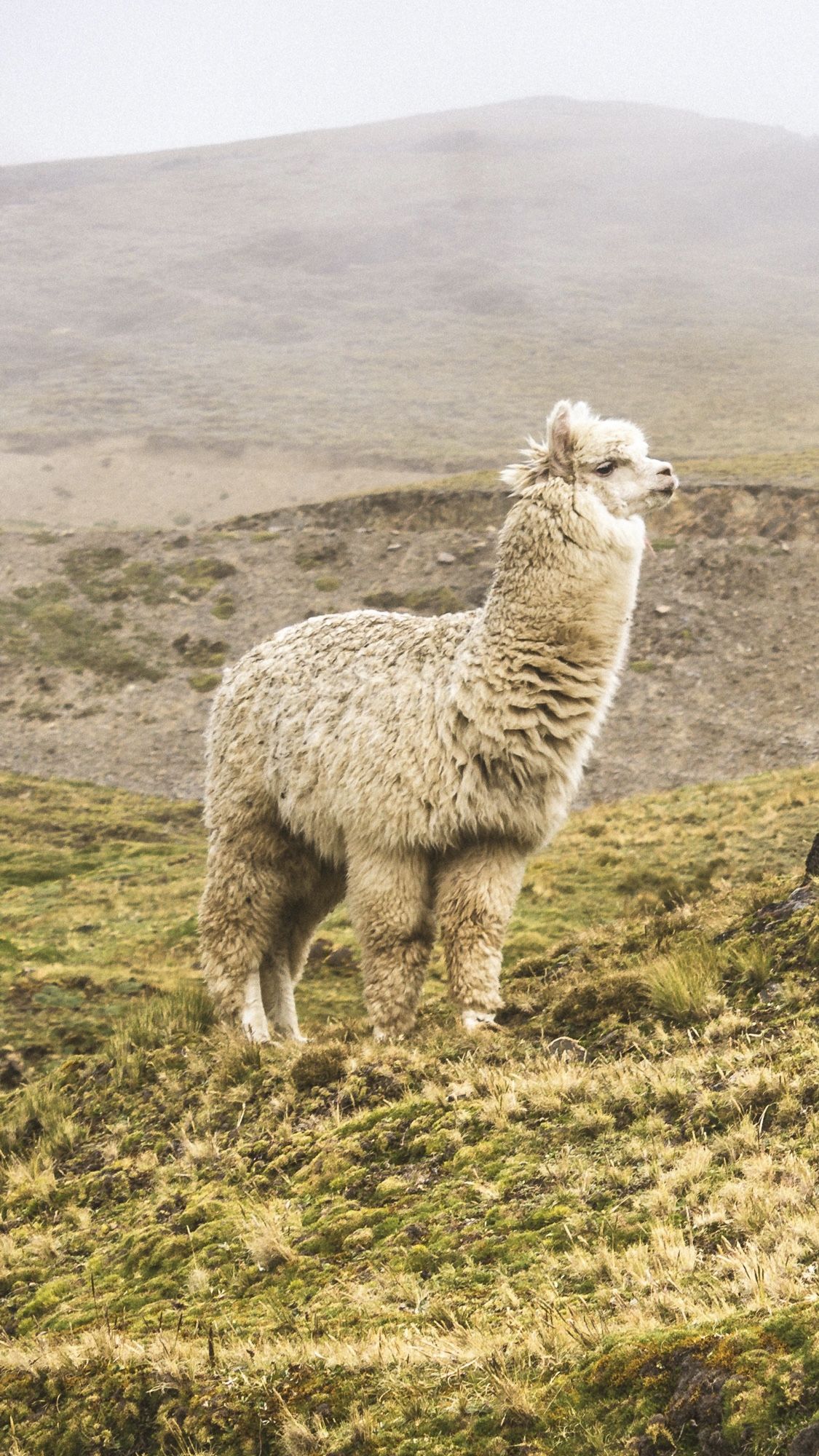 1125x2000  Alpaca, Peru, горы, HD Телефон Обои | PEACKPX
