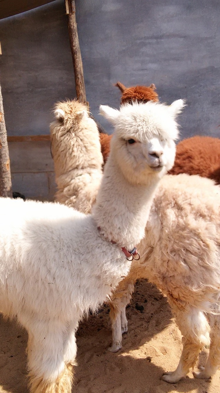 750x1334  hd Alpaca | Peakpx