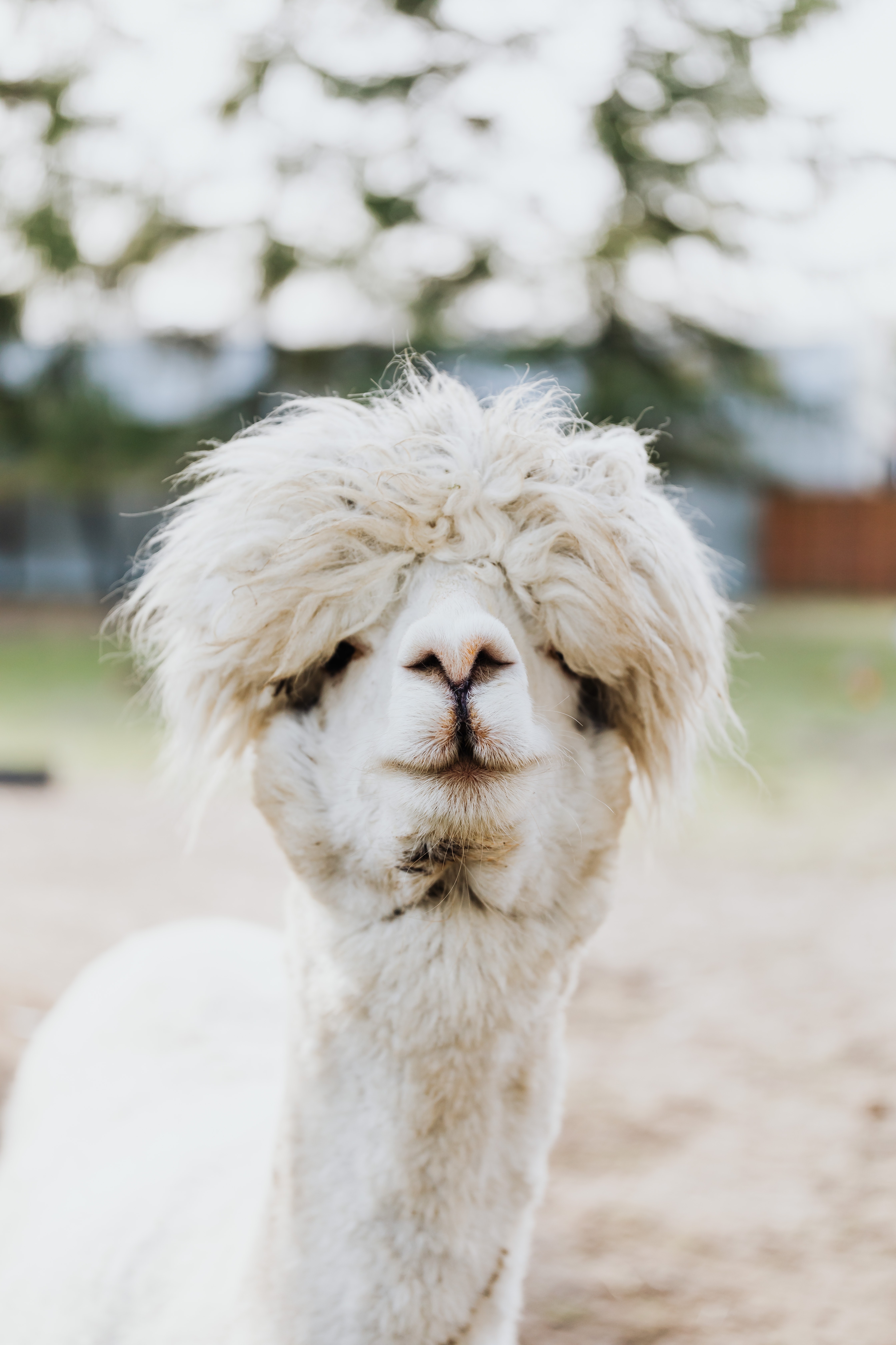 4480x6720  cute Animal Alpaca 750x1334 iPhone 8/7/6/6/6S обои, фон, изображение, изображение 