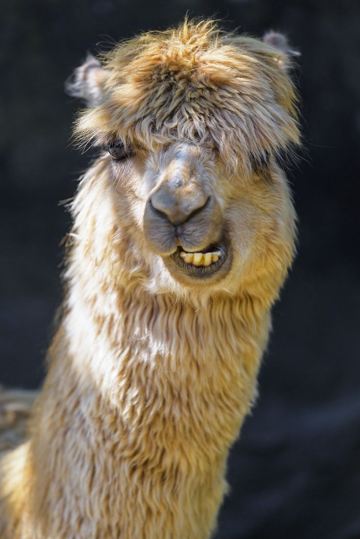 736x1103  алпака, скачать бесплатно Alpaca Stock Photos \ U0026 HD Images