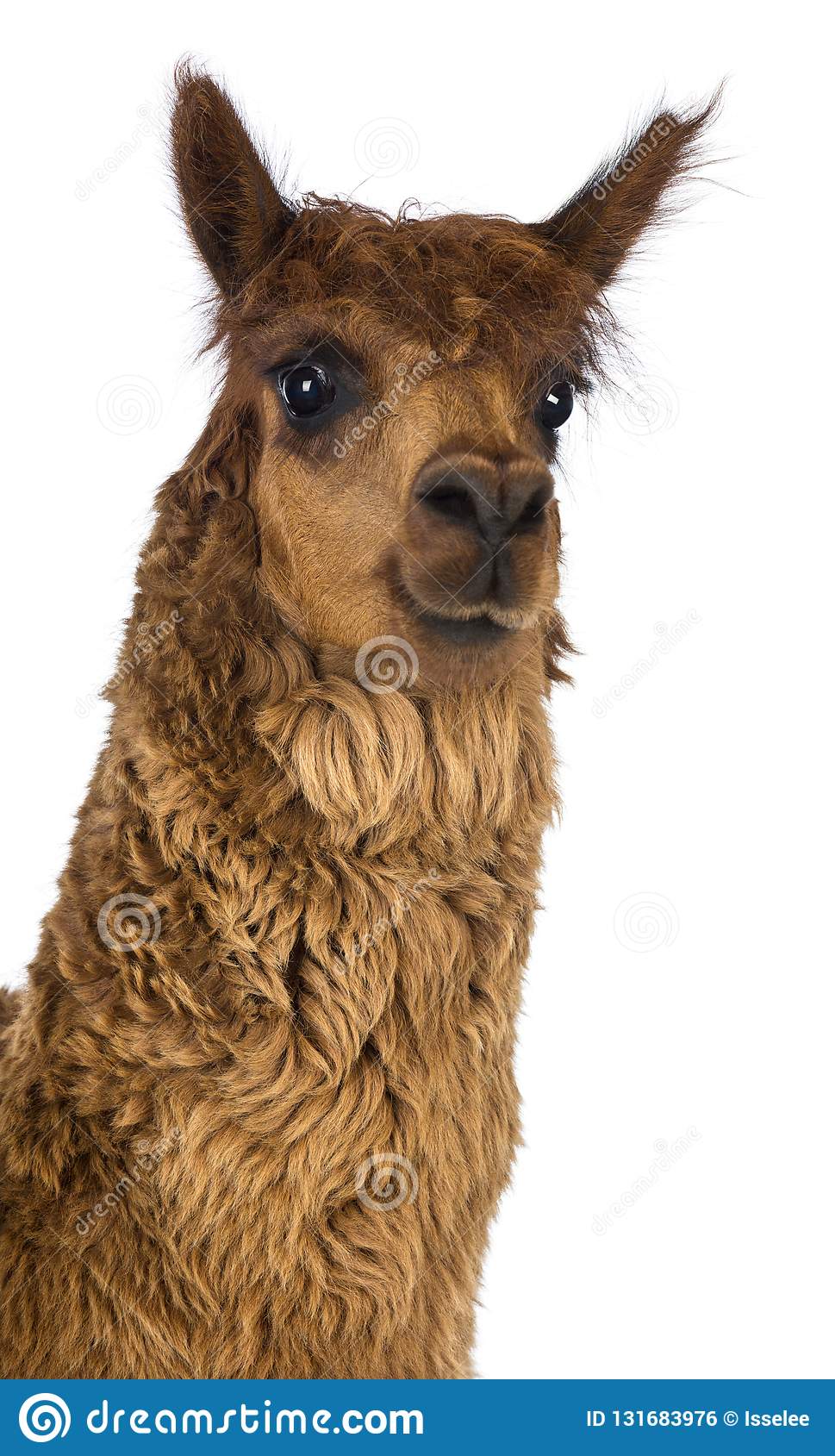 969x1689   23 528 Фотографии Alpaca - бесплатно \ U0026 Стоковые фотографии без роялти из Dreamstime