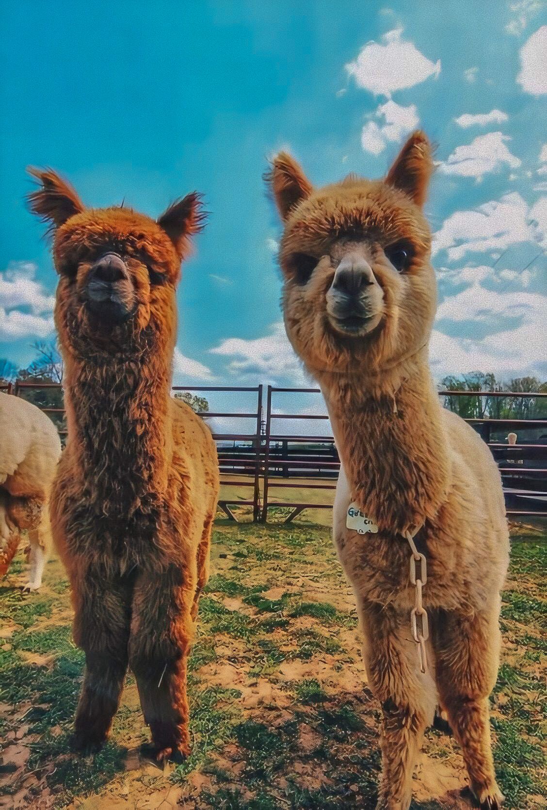 1128x1670  alpakas hannover gbr - sundance Kid 🥰. Анкет Анкет Анкет Анкет Анкет Анкет Анкет Анкет Анкет Анкет Анкет Анкет Анкет #Alpaca #Alpacasofinstagram #Alpaka #Alpacababy #GreeNery #AnimalBaby #Animals #Cuteanimals #AlpakaWanderung | Facebook