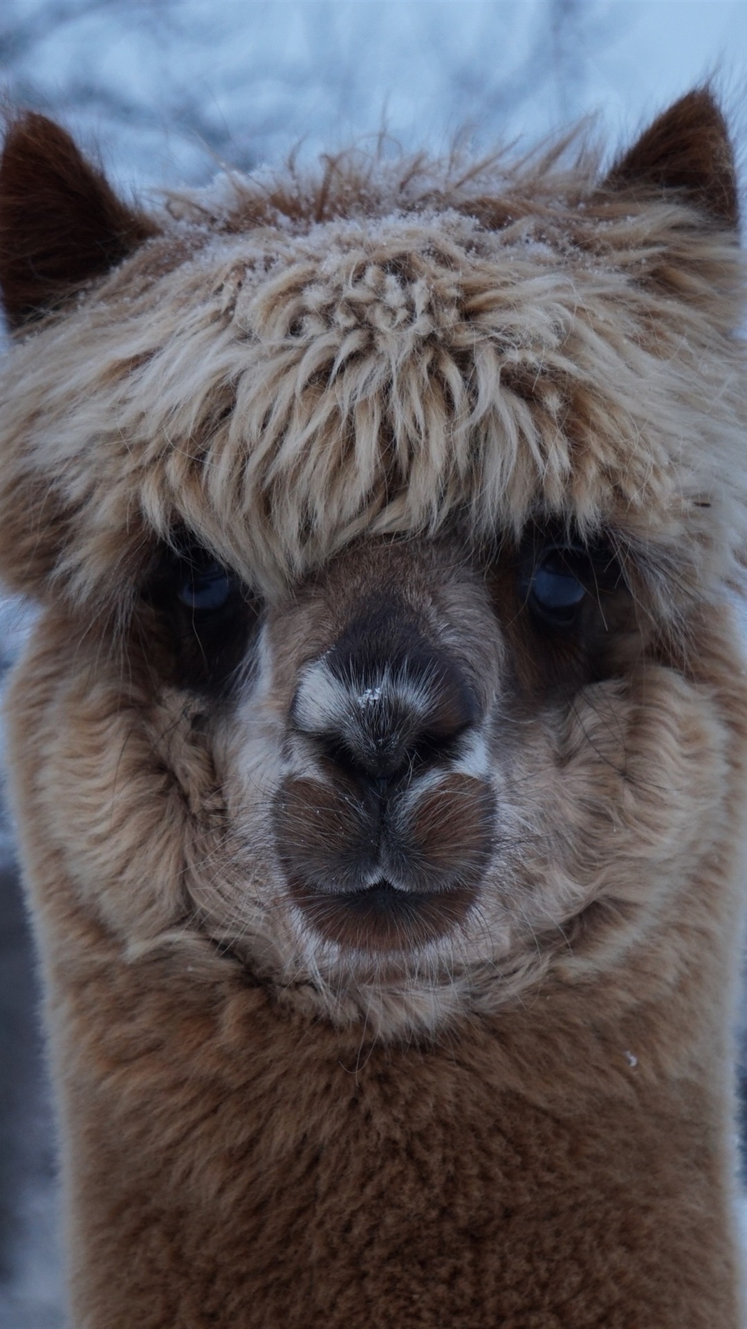 1080x1920  mammal Wool Alpaca Farm - Бесплатная фотография на Pixabay