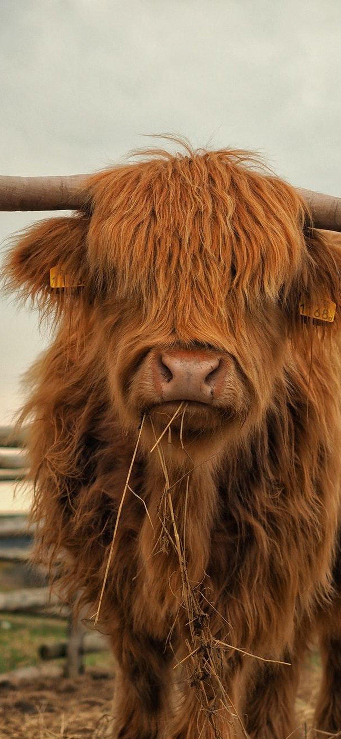 1125x2436   Highland Cow Wallpapers - Обои Cave