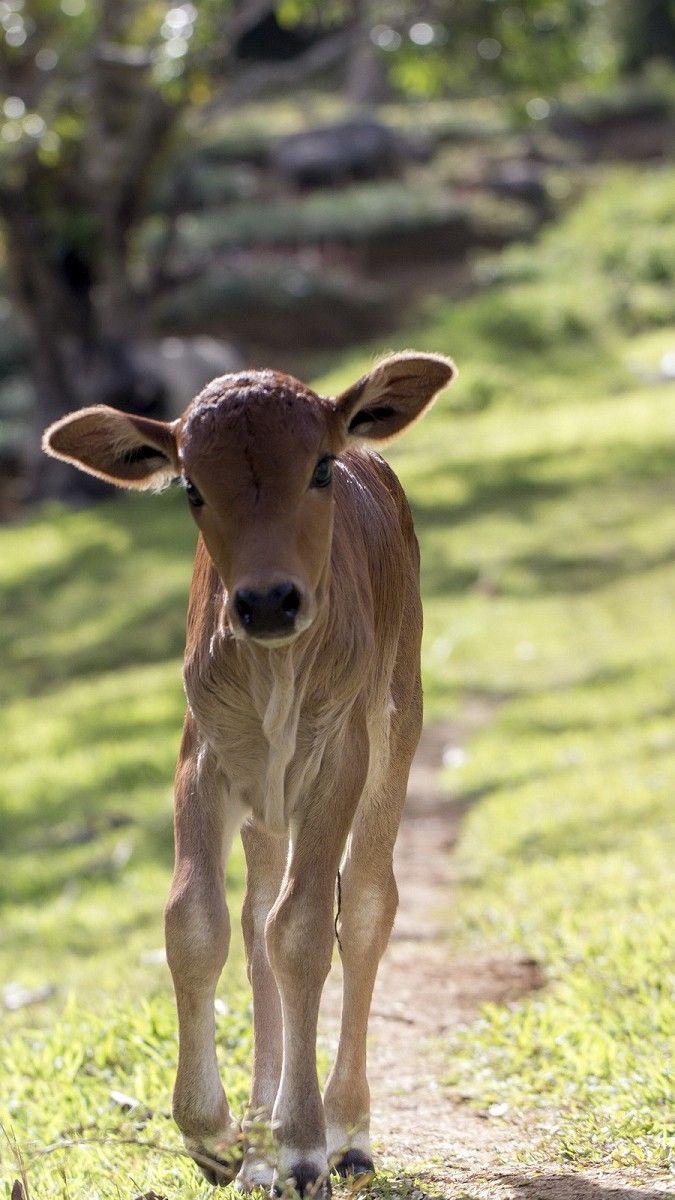 675x1200  Baby Cow iPhone Wallpapers - Лучшие бесплатные фоны для iPhone с детенышами коровы - WallpaperAccess