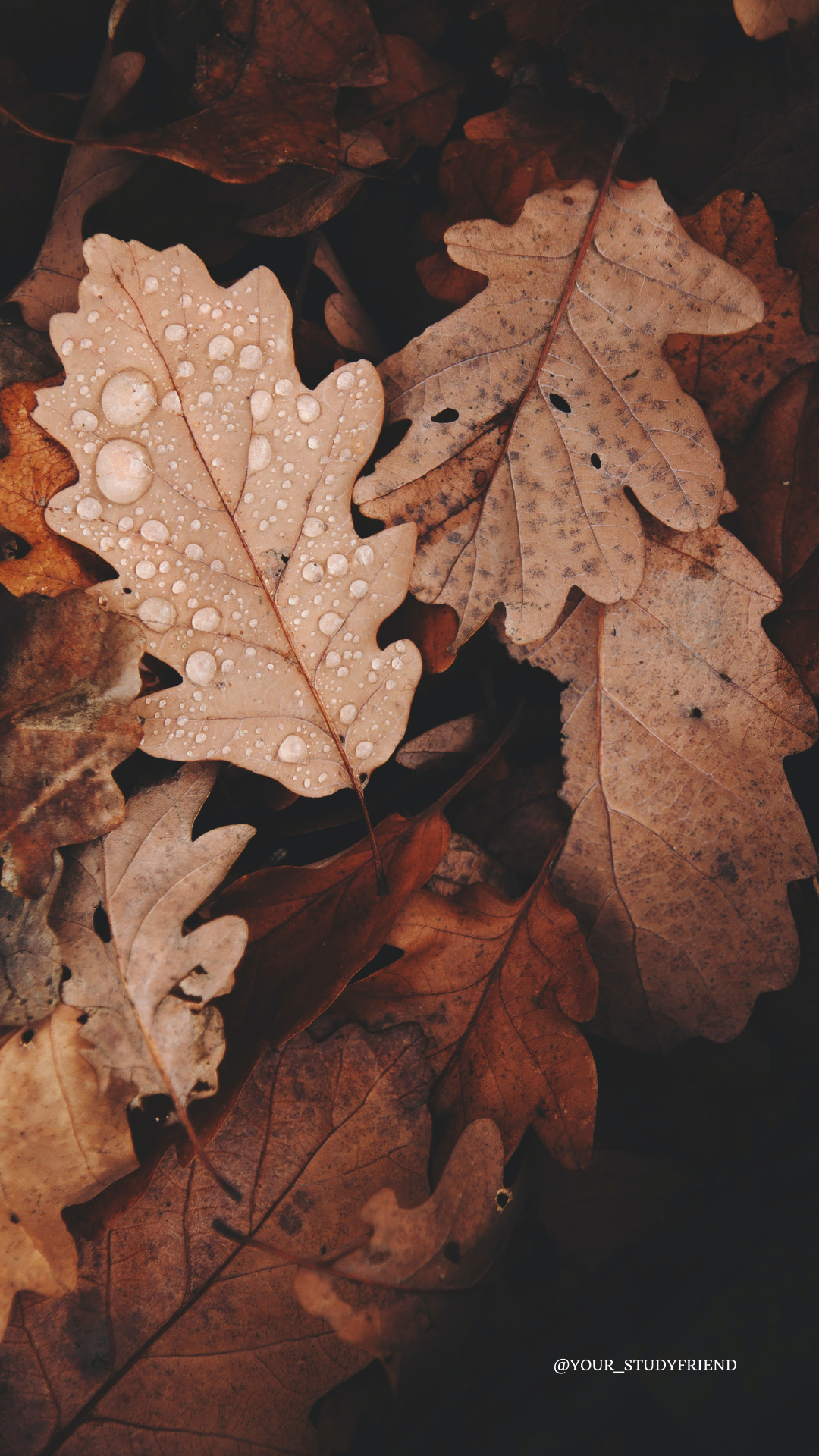 1080x1920 autumn Wallpapers HD для Android - APK Download