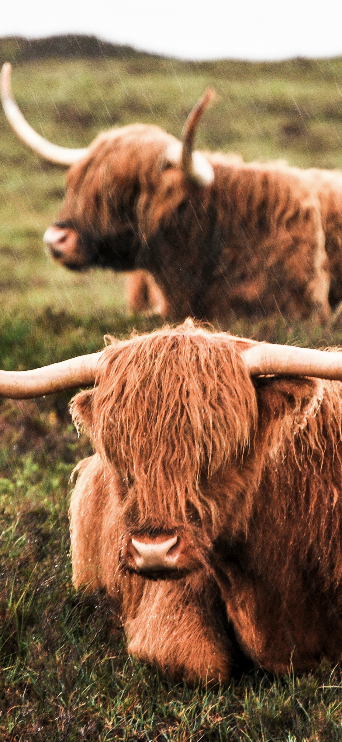 1125x2436   Animal / Highland Cattle (1125x2436) ID обоев: 809613 - Mobile Abyss