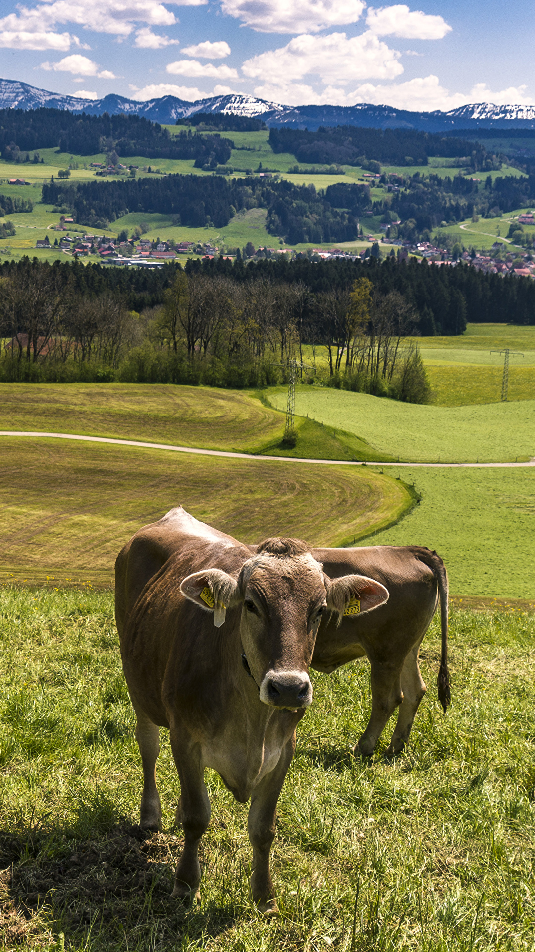 1080x1920  Photo cows Germany Allgaeu Nature Scenery Grasslands Grass 1080x1920