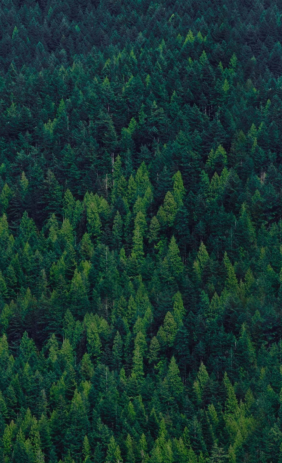 1172x1920 Wallpapers Обои для телефона | Дерево обои iphone Обои дерево Природа обои