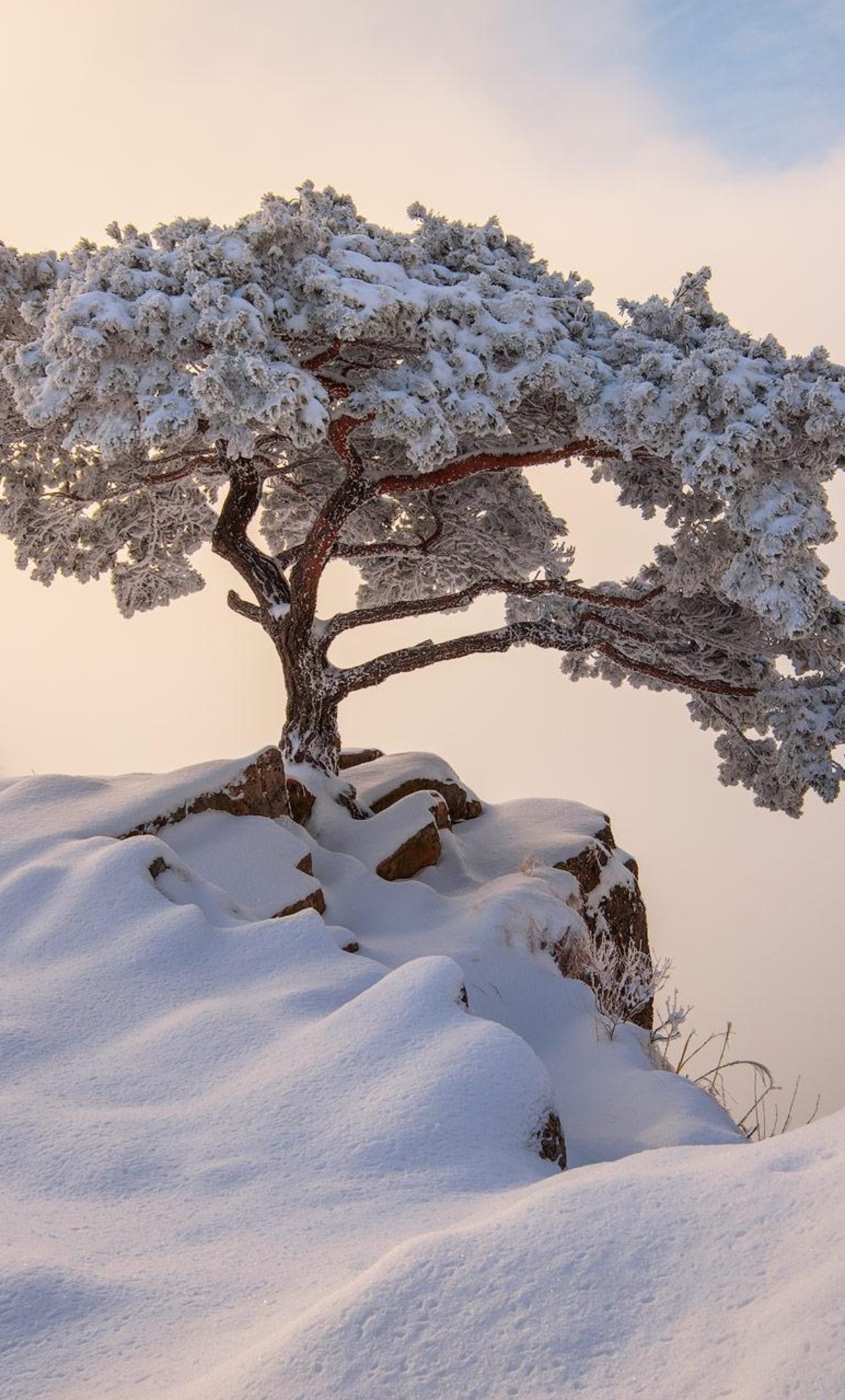 1280x2120  winter HD обои для iPhone 7 | Обои. Pictures 