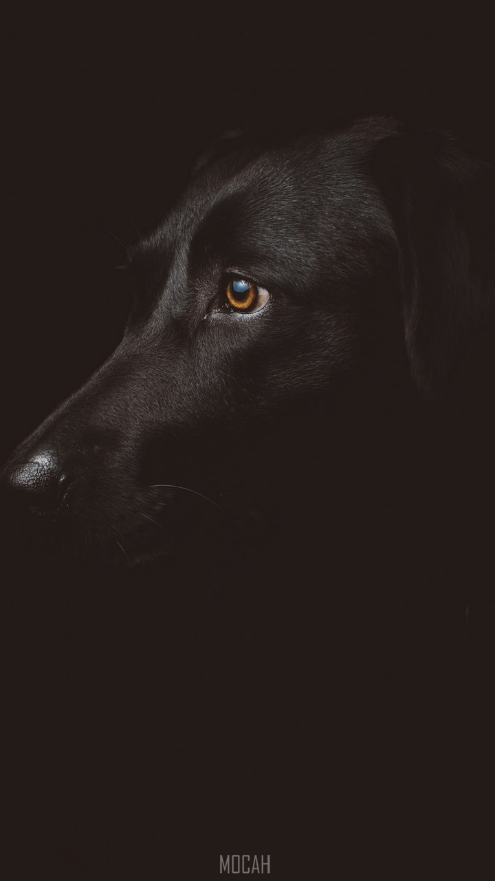 720x1280  Feathers LG K10 обои от MISIA_BELA - Скачать на Zedge ™ | 8492