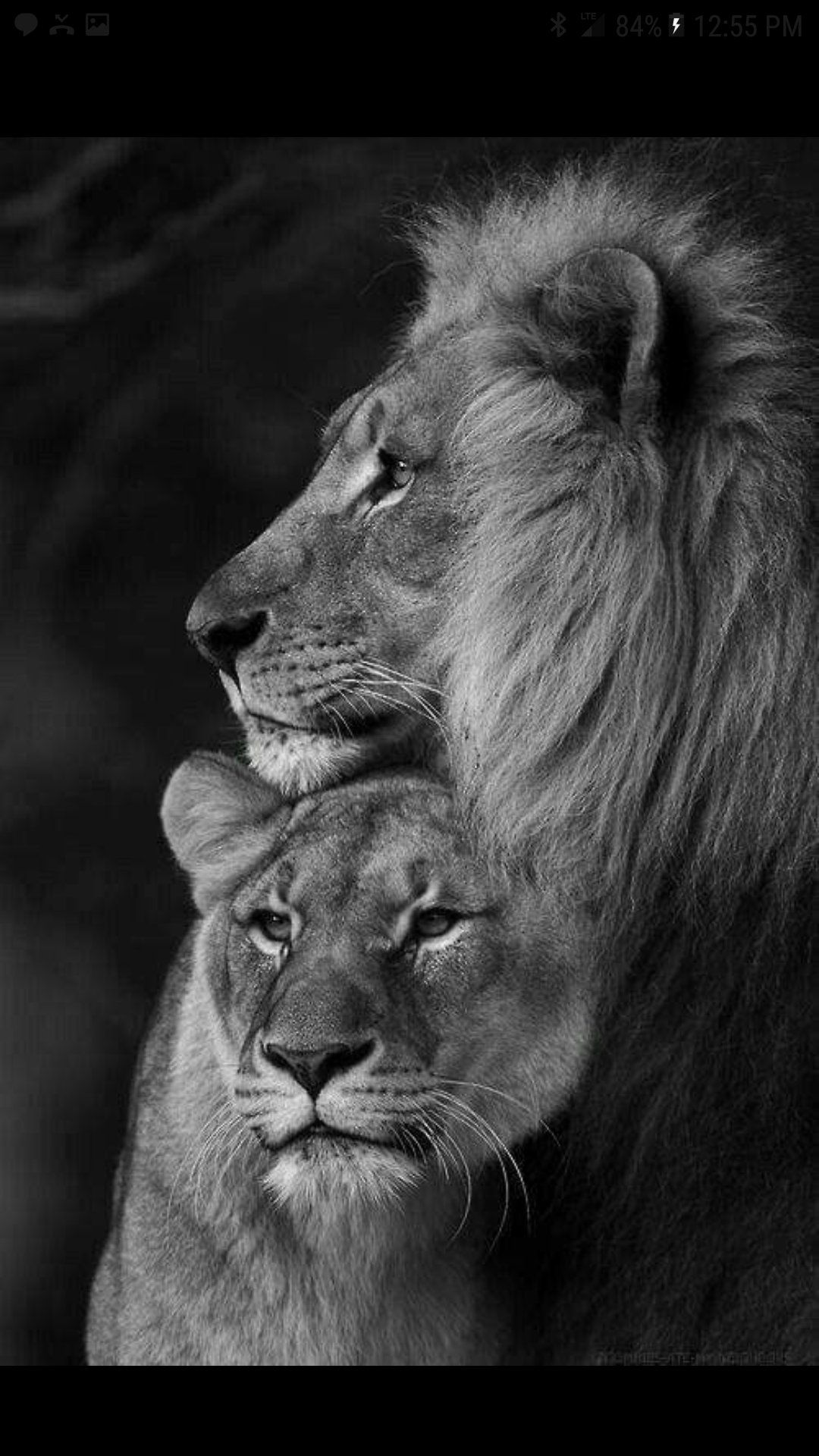 1080x1920 Download обои 2160x3840 Lion, Lioness, Grin, BW, Predator, Big Cat Samsung Galaxy S4, S5, примечание, Sony Xperia Z, Z1, Z2, Z3, HTC One, Lenovo Vibe hd Foine