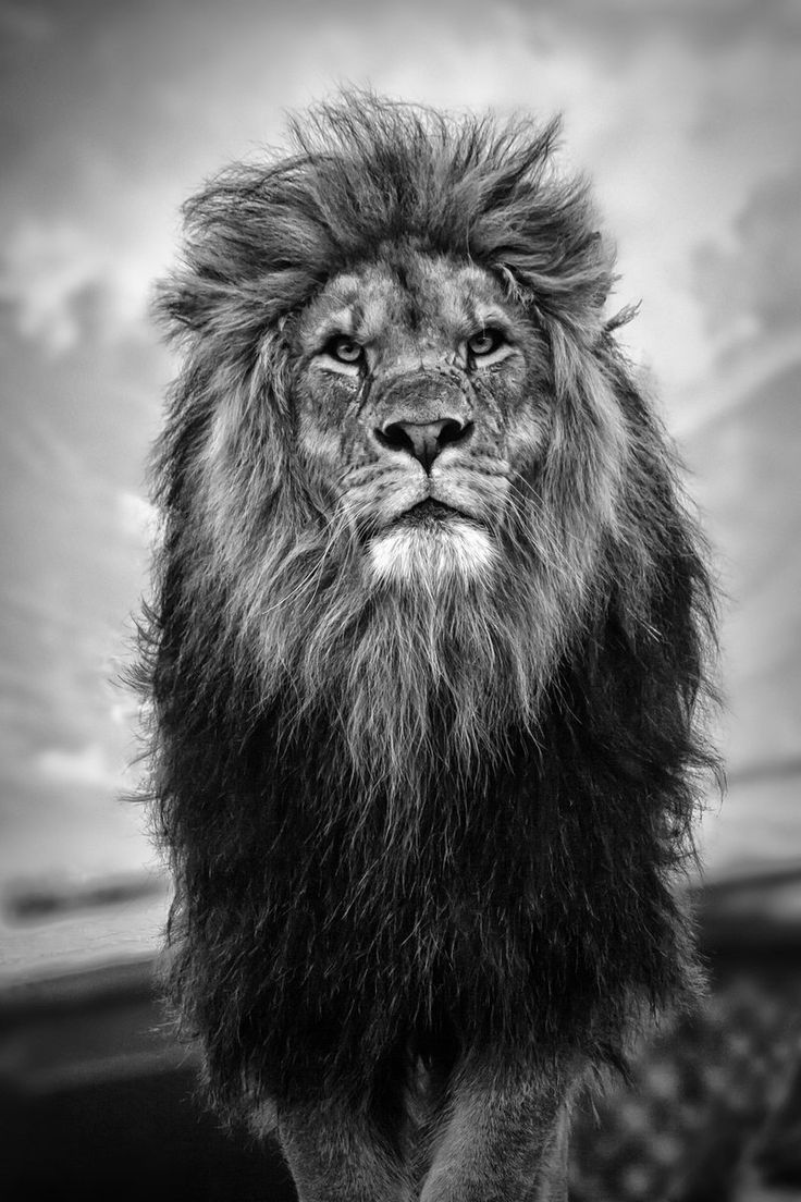 736x1104 download обои 800x1280 Lion, Lioness, Predator, Tenderness Samsung Galaxy Note GT-N7000, Meizu MX2 HD Founal