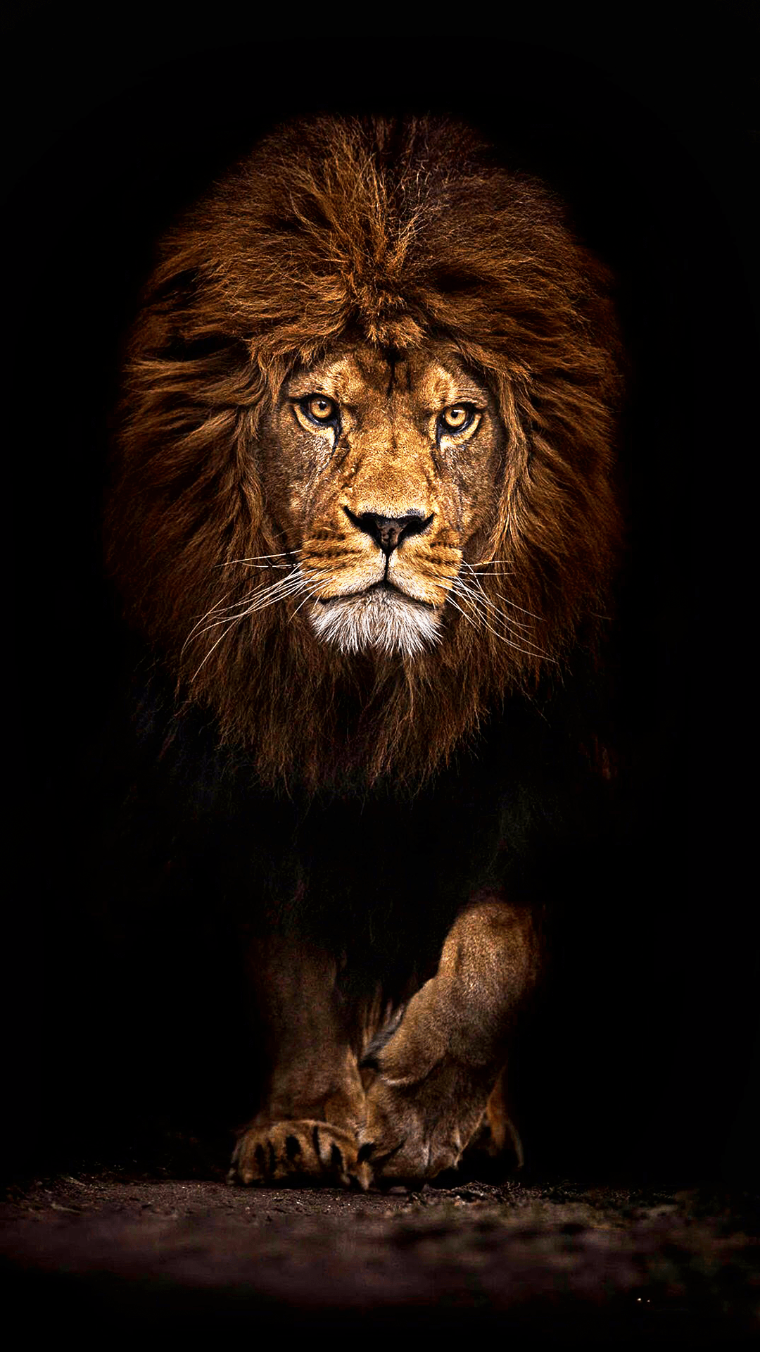 1080x1920 lioness Iphone Обои - фон для iPhone Fure Lioness - WalpaperAccess