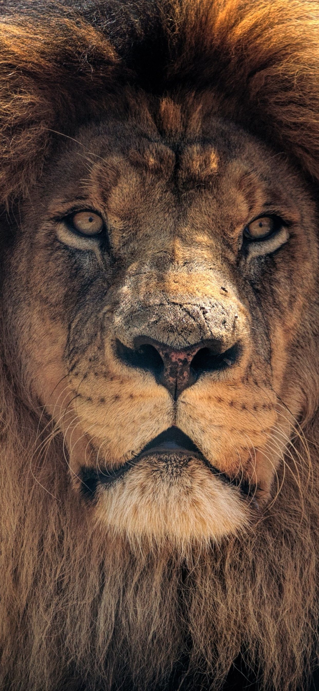 1242x2688 Lion Пара обои - обои пещера 