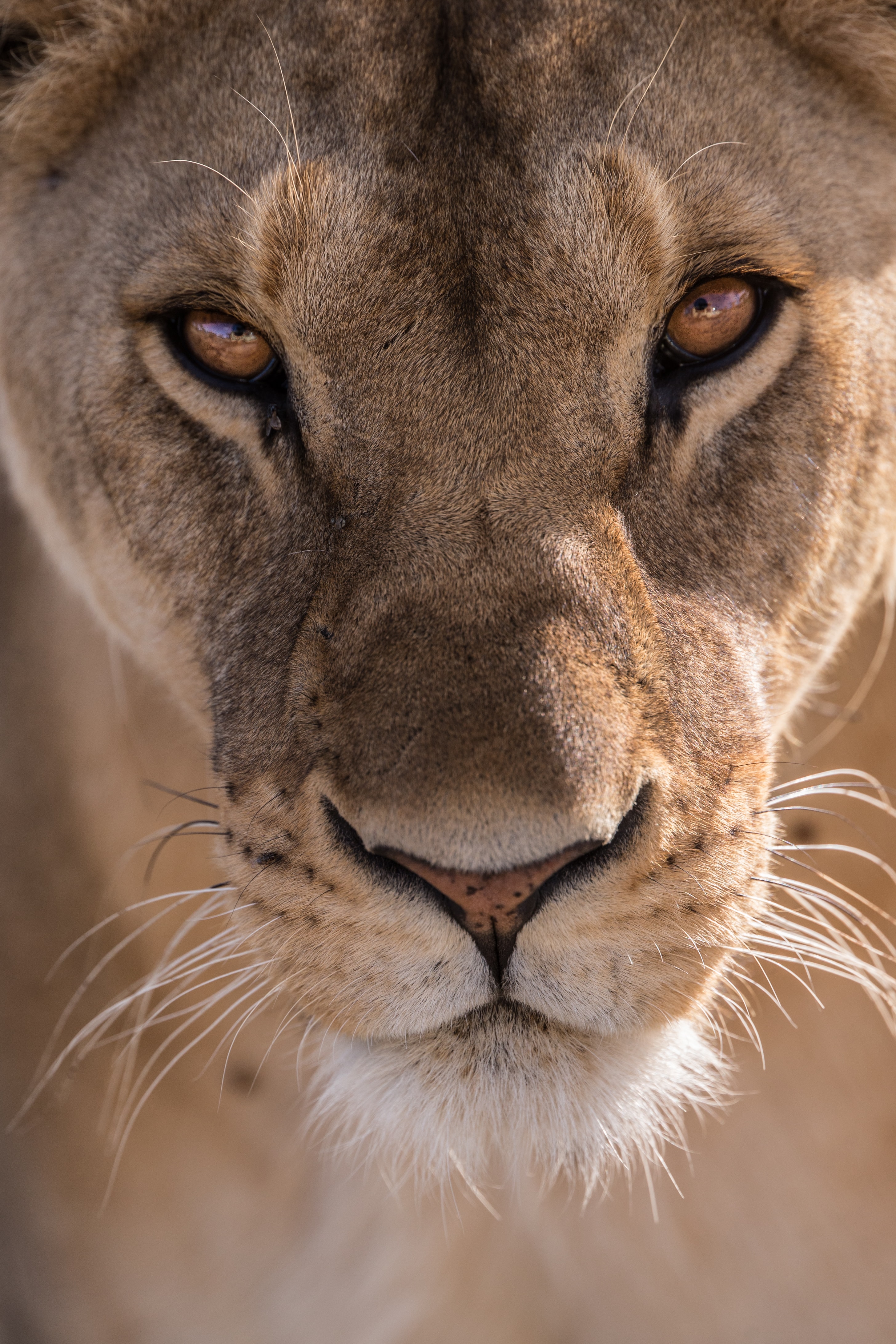 2911x4366 lion Lioness Africa обои 4K #4.3331 