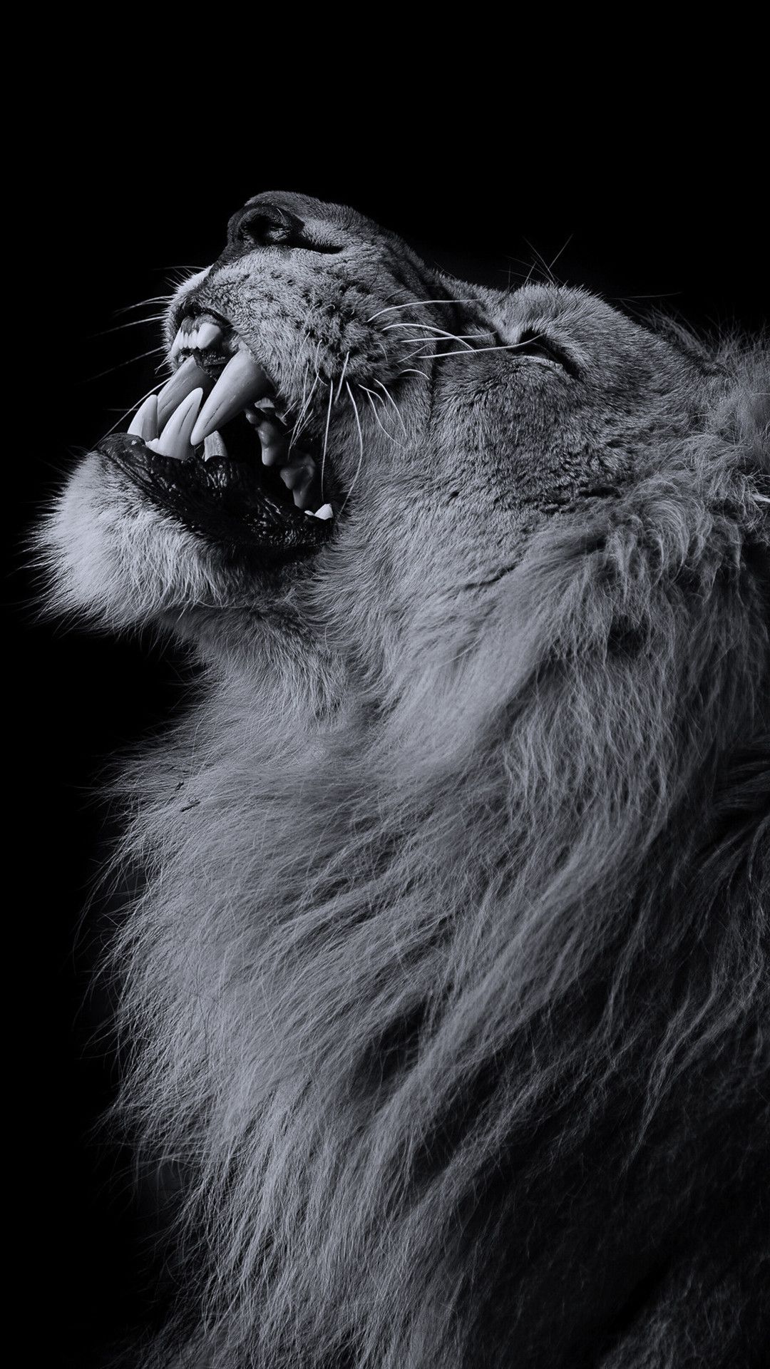 1080x1920 lion темные полноэкранные обои | Corinhos Evangelicos, Animais, Coro