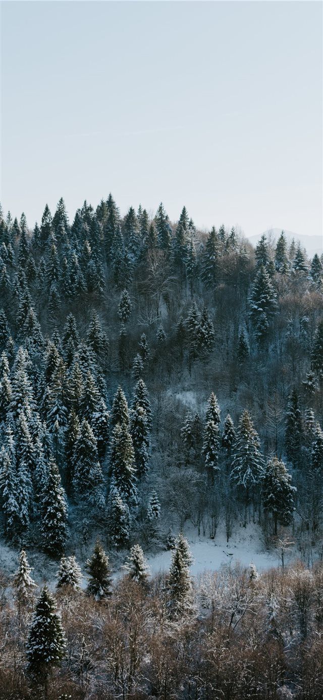 640x1385   Forest Winter Phone Walpapers - обои Cave