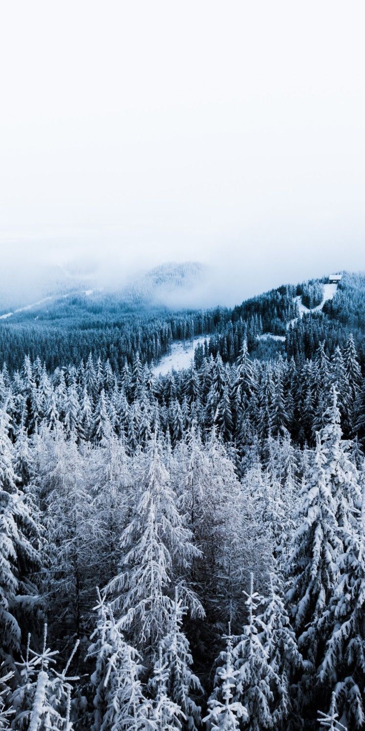 747x1495  iphone 12 Winter Forest Walpapers - обои Cave