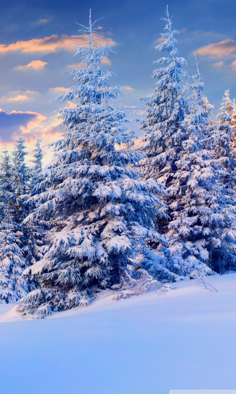 768x1280  winter, ночь, дорога, хотя деревья, 720x1280 Обои | Обои для iPhone Зима, зимние снежные обои, снежные обои iPhone