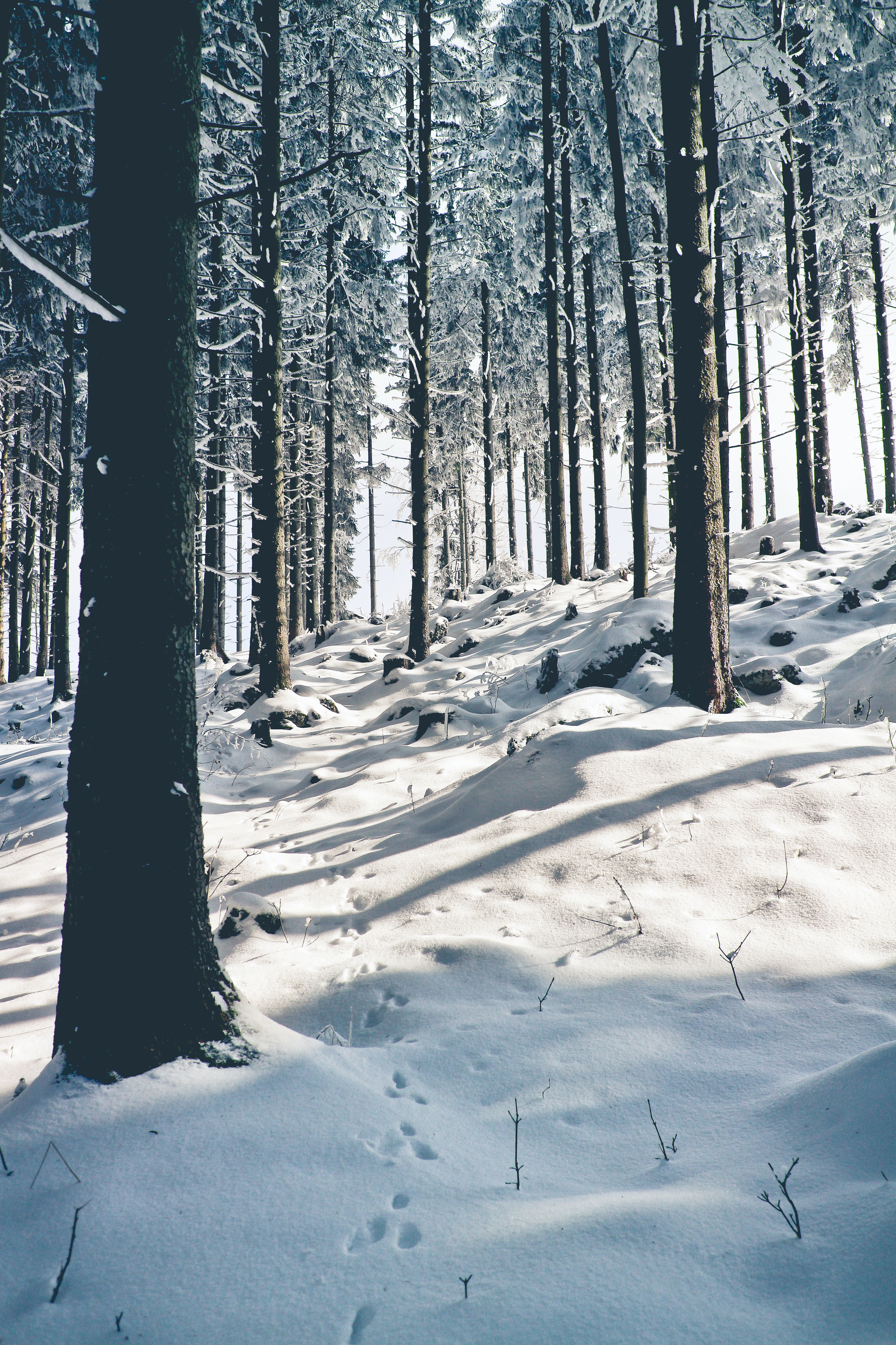 3456x5184   Снежные лесные обои (70+ картин)HD обои: зима, снег, лес, деревья, птицы, природа, март, вертикальные выстрелы | Обои Flare