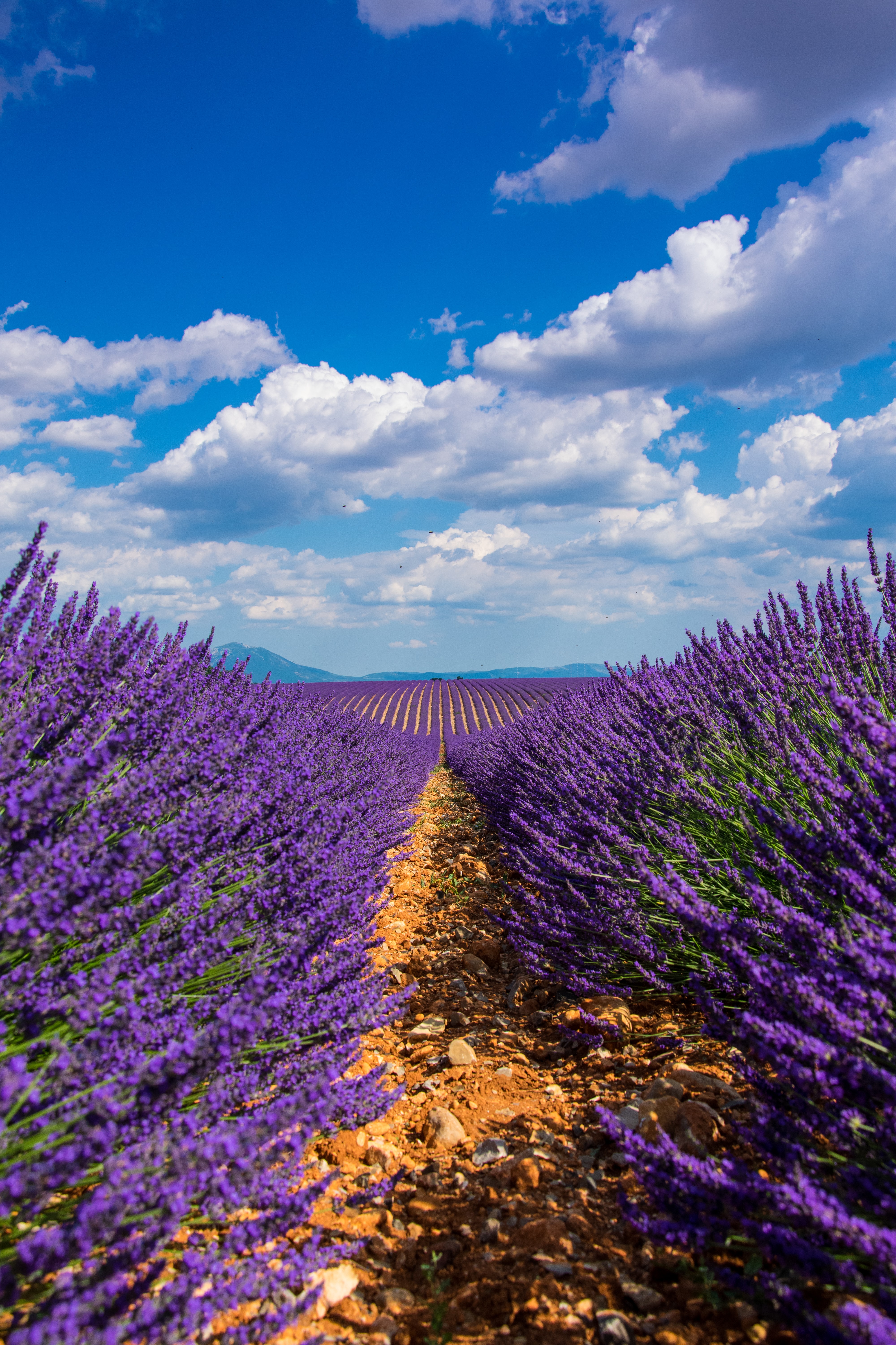 4000x6000  Beautiful Lavender Полевые обои - обои пещера 