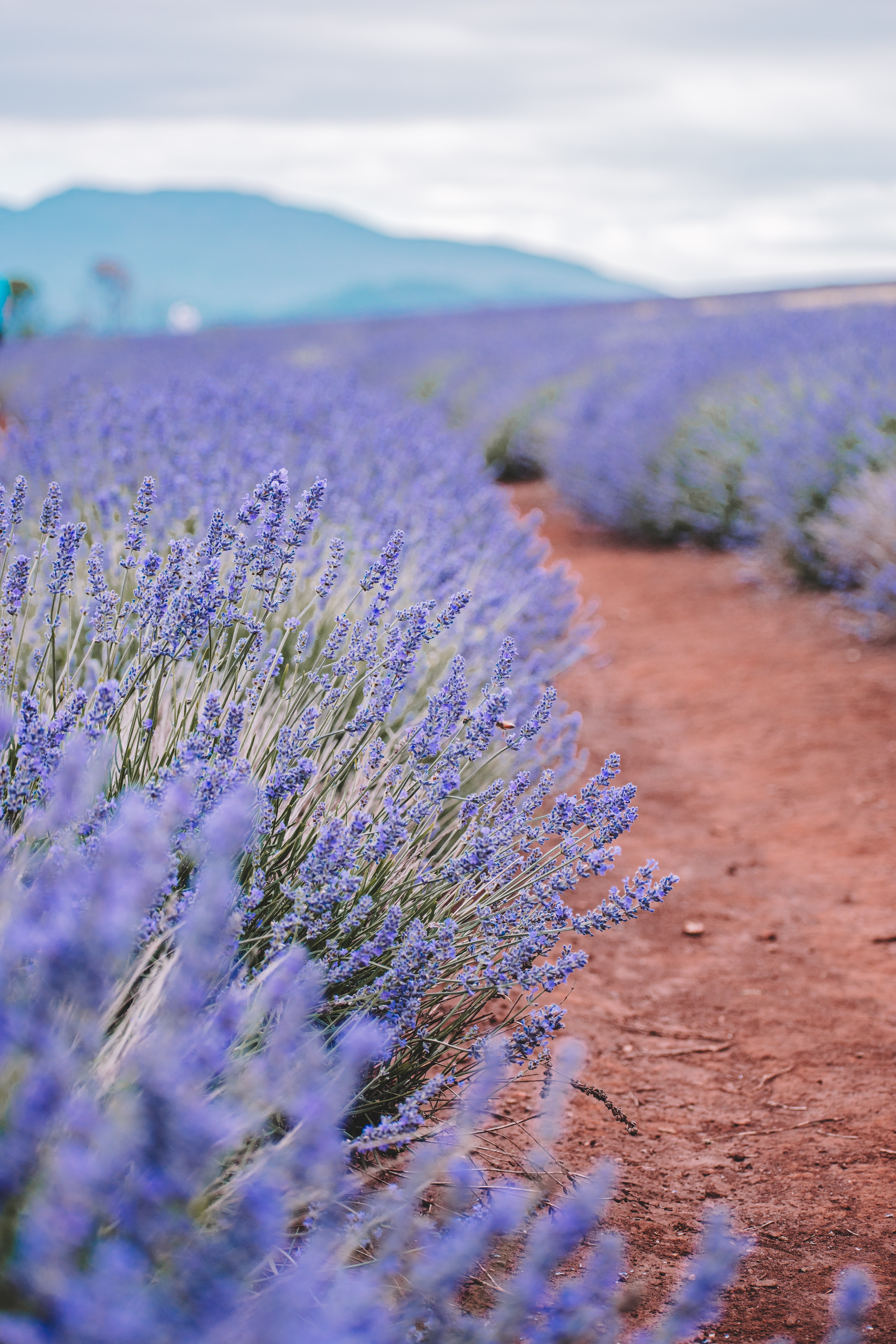 4000x6000  Lavender Поля: Лучшее из #Provence | Природа Фотография, Лавандовые поля, Красивая природа 