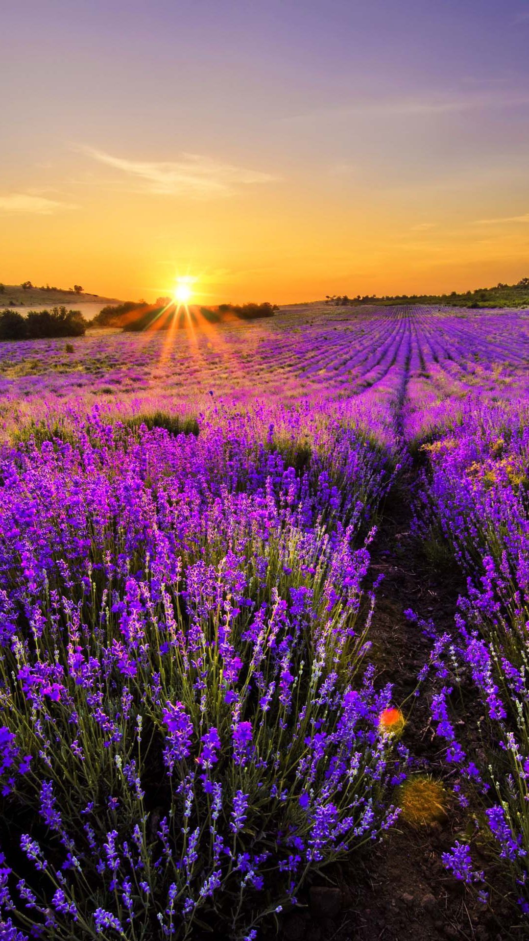 1080x1920  lavender Fields обои 4K, дерево одиночества, полумесяца, звезды, ночное небо, природа, #6334 