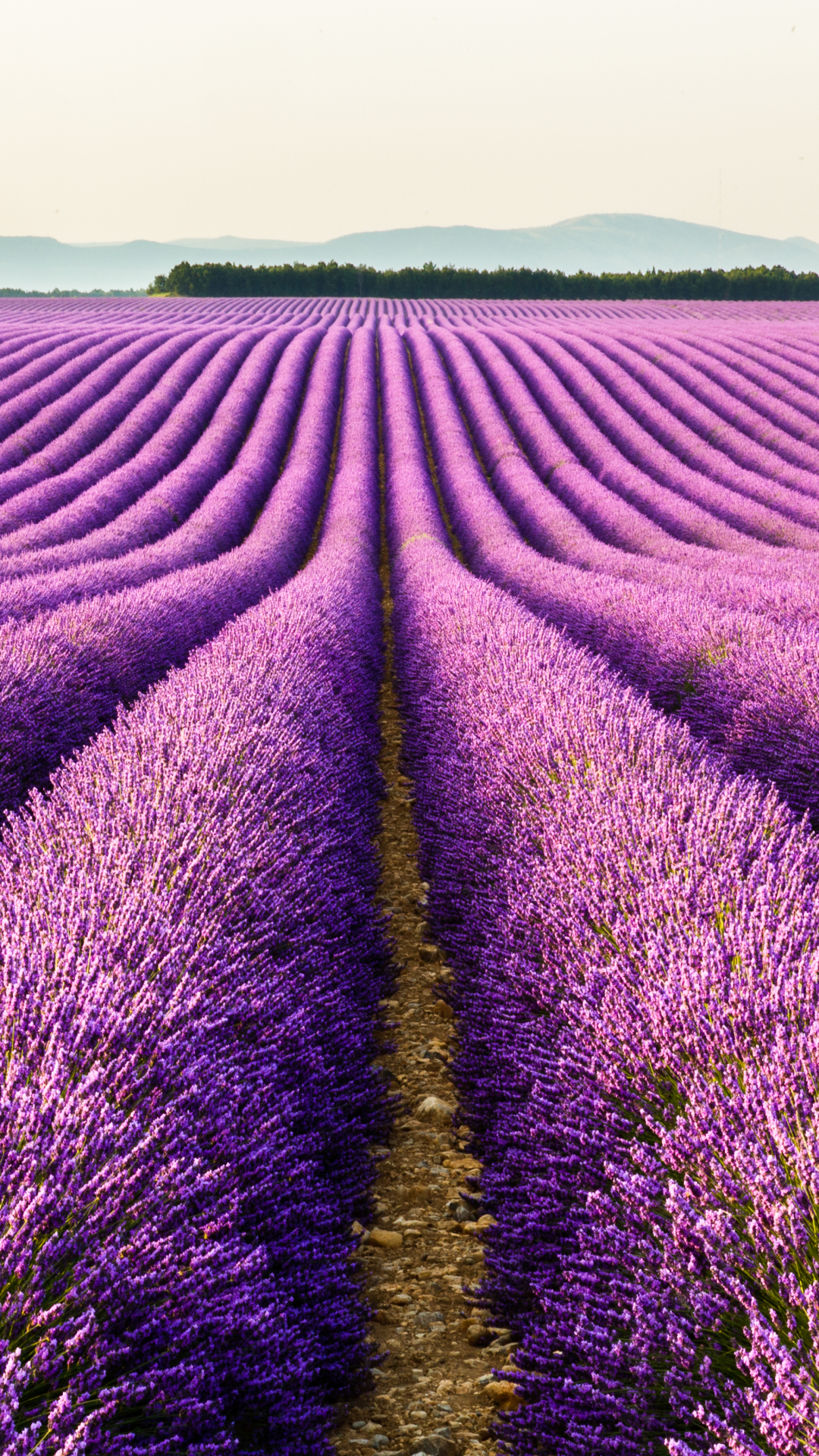1080x1920  Purple Lavender Fielcds - Загрузка Free HD Mobile Wallpapers