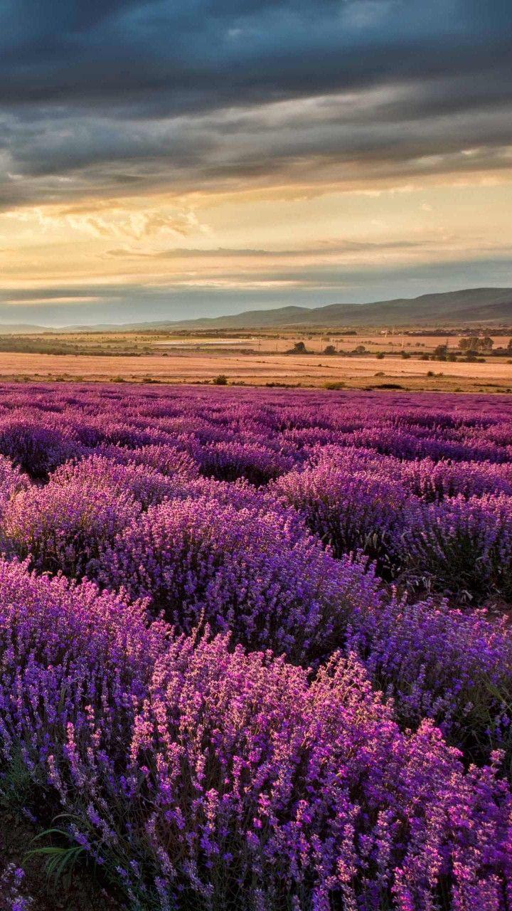 720x1280  lavender Field - Мобильная безоборот Природа, Прованс, HD Телефон Обои | Peakpx