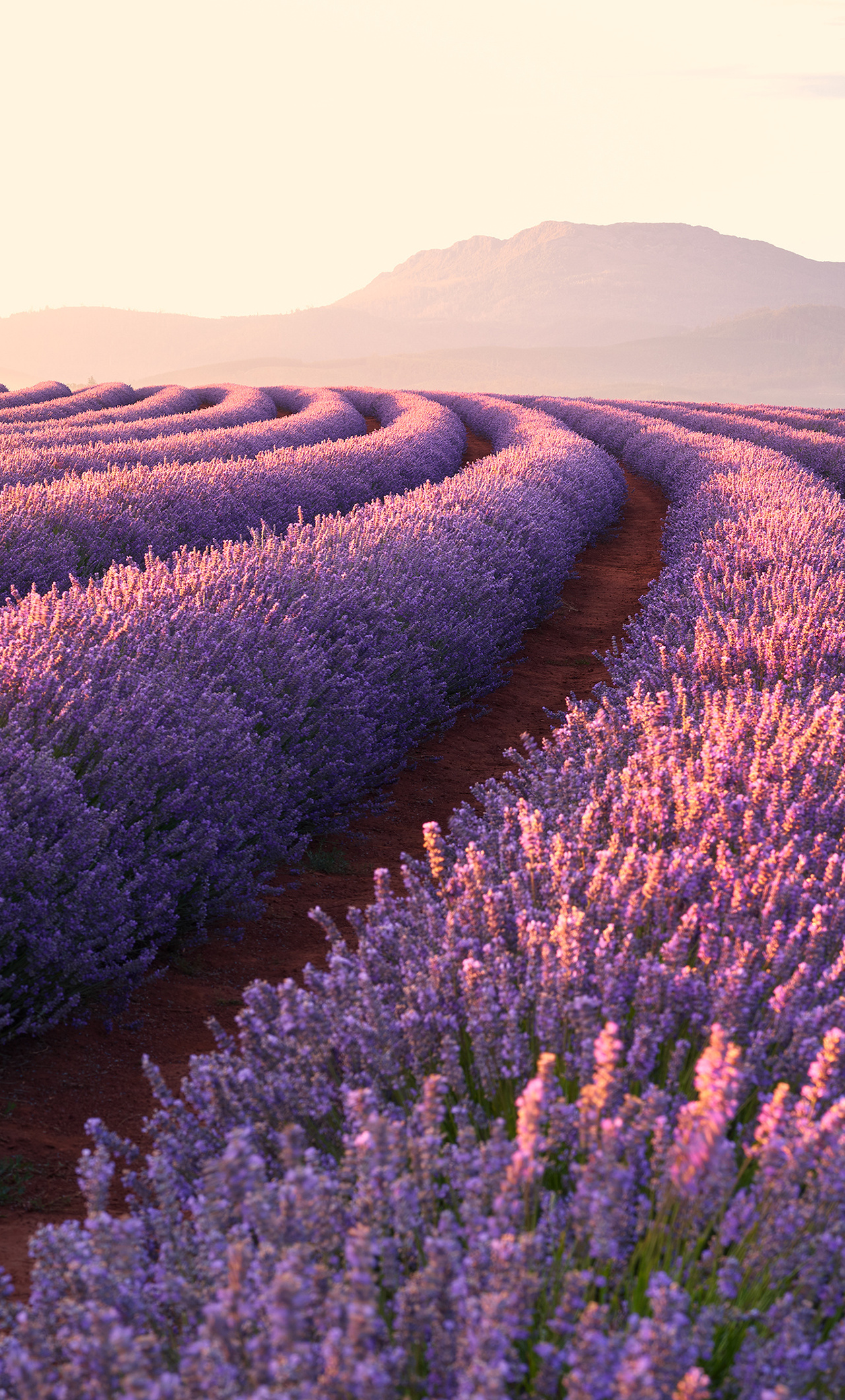 1280x2120  green Деревья между лавандовым полем под закатом 4K 5K HD Walpapers | HD обои | ID #33138 